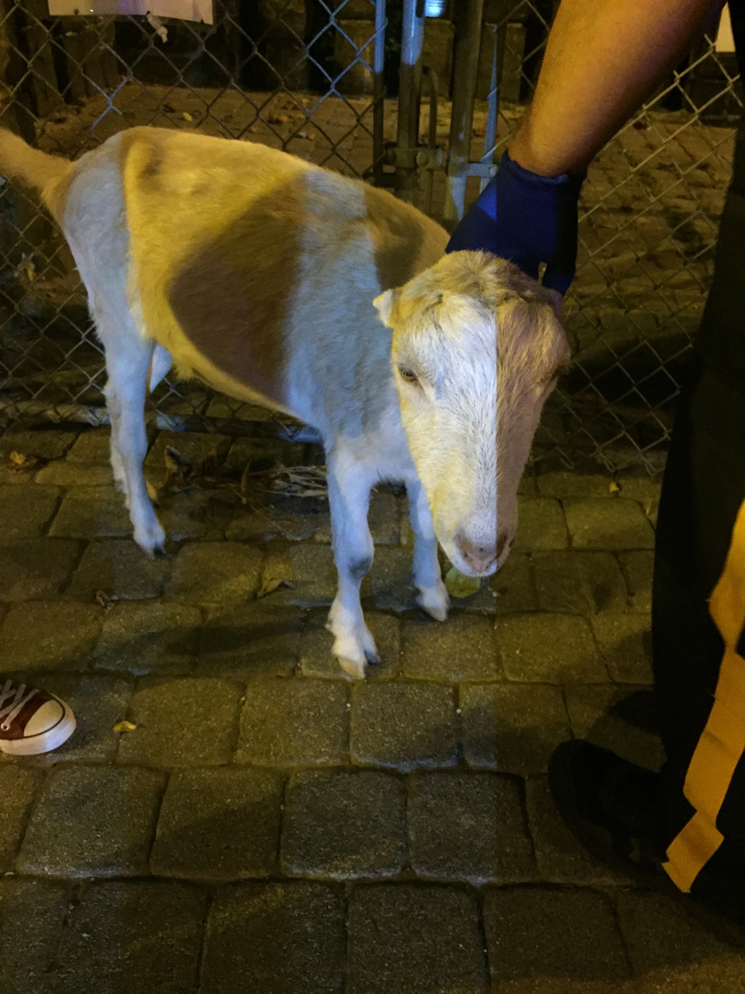  Friendly goat hanging out on Boulevard East in North Bergen, NJ 