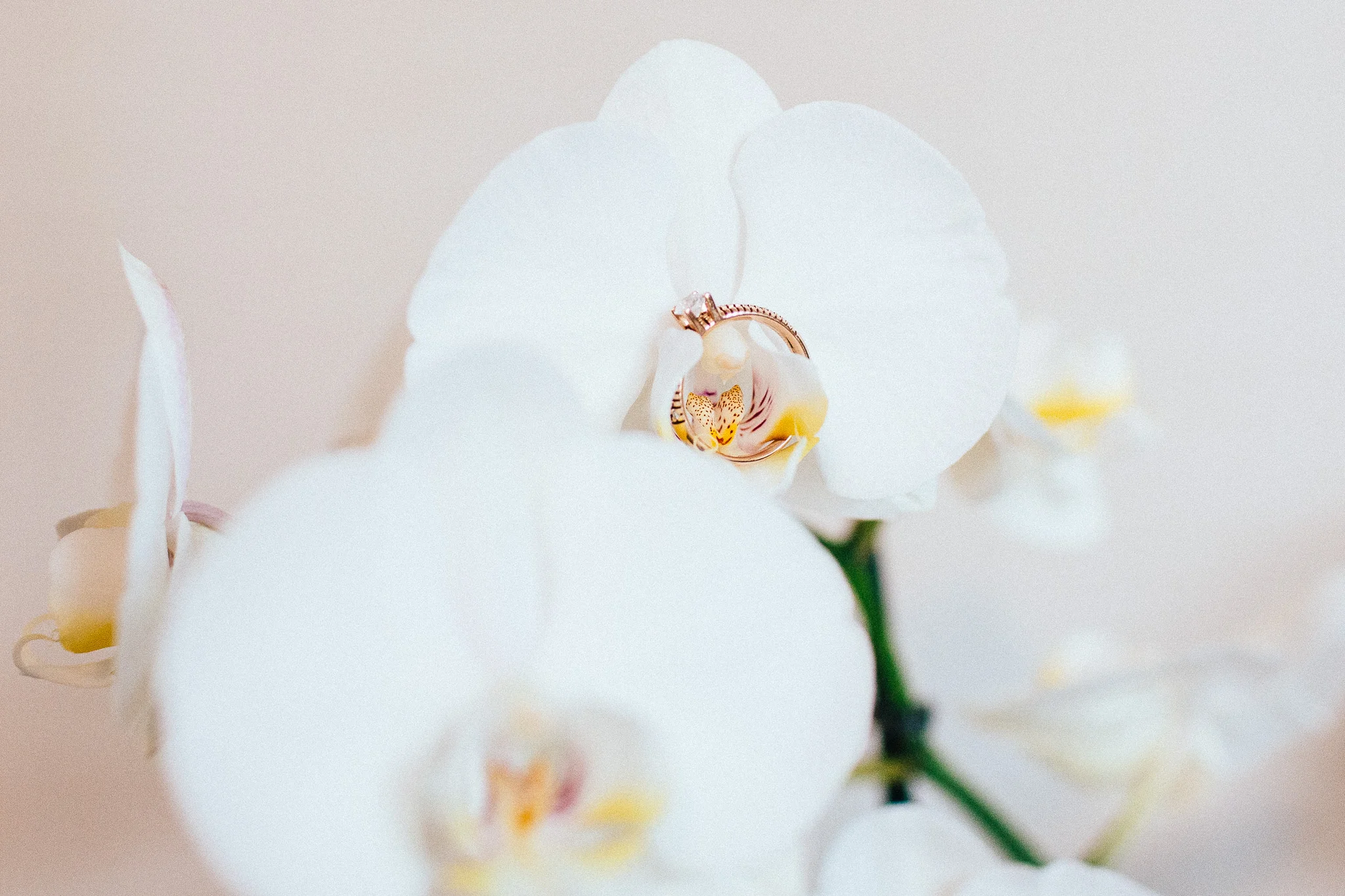 orchid ring detail photograph