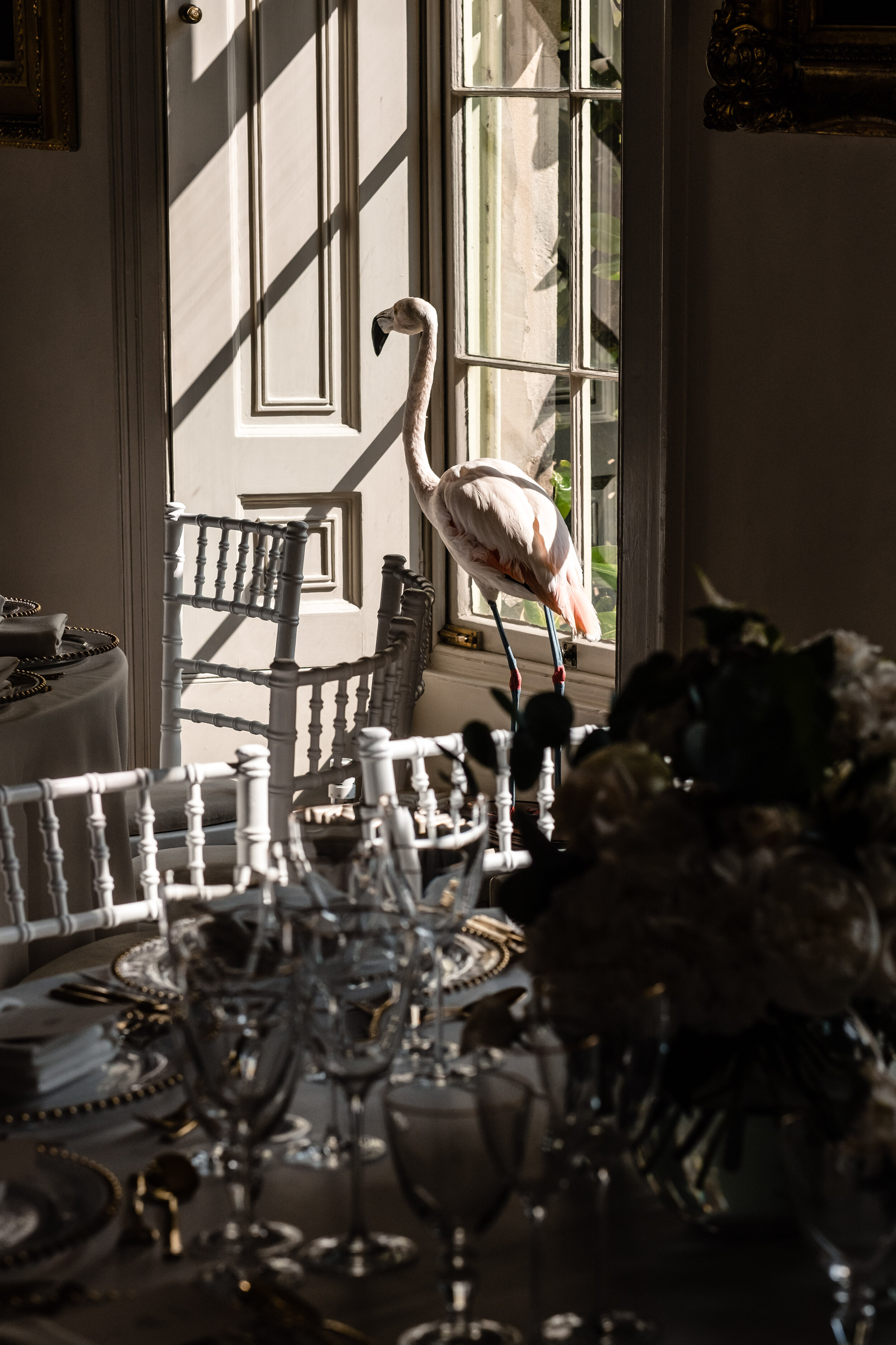 shadowy window with stuffed pelican in a dining room