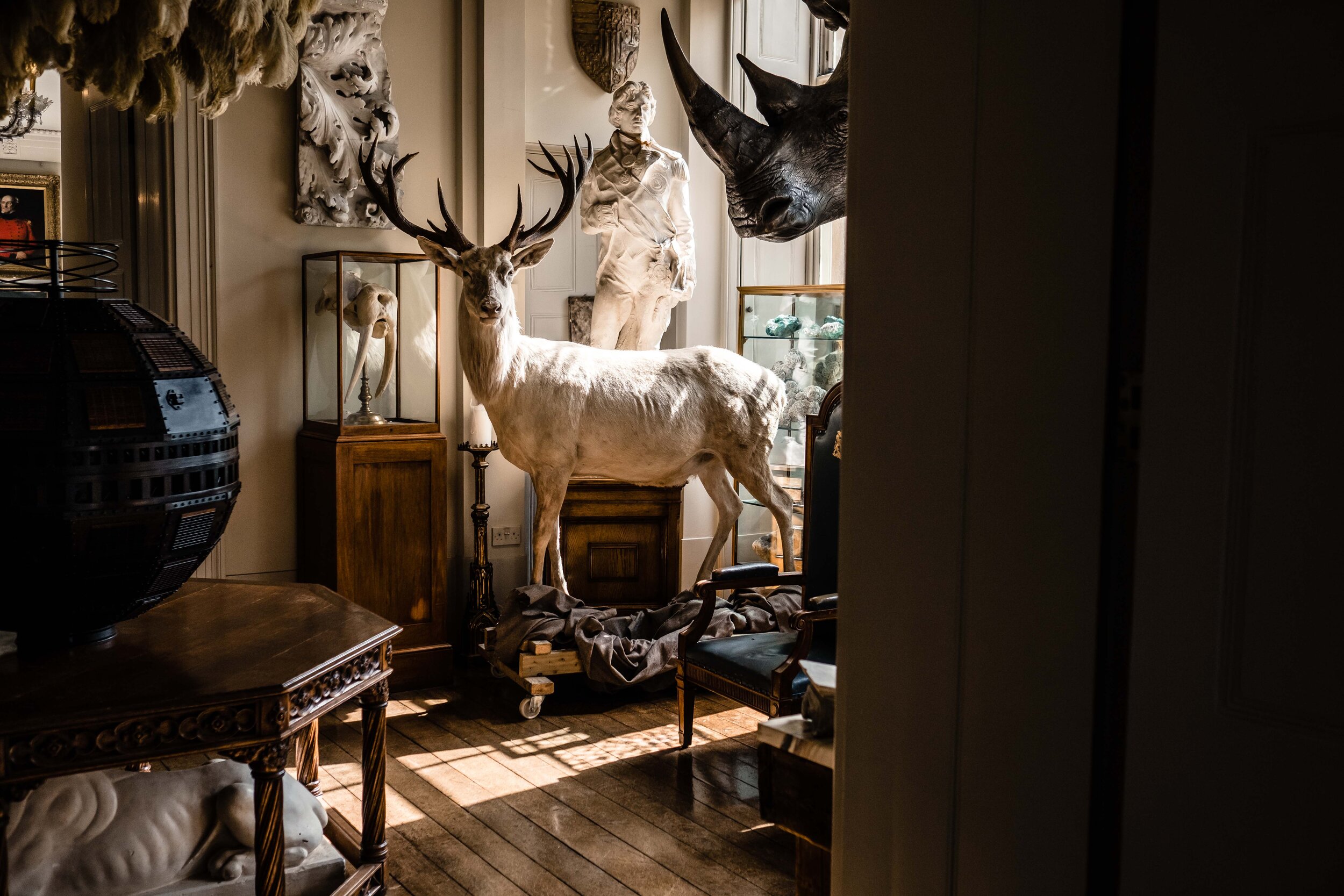 sunlit room with taxidermy stag and other antiques