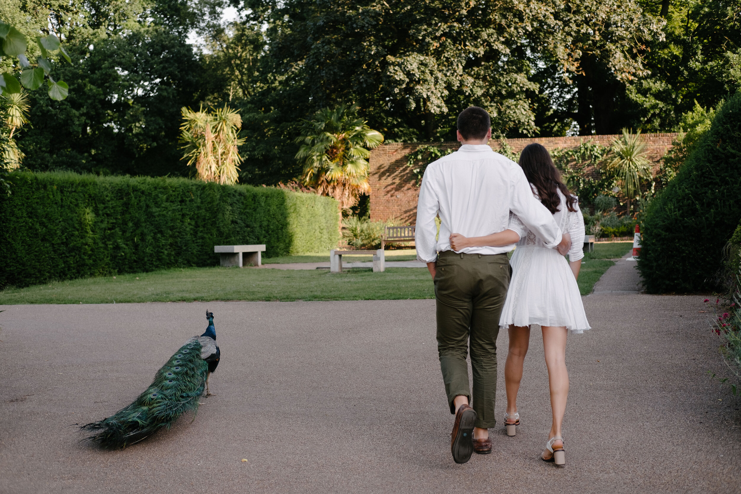 couple from behind walking next to peacock in Holland Park photoshoot