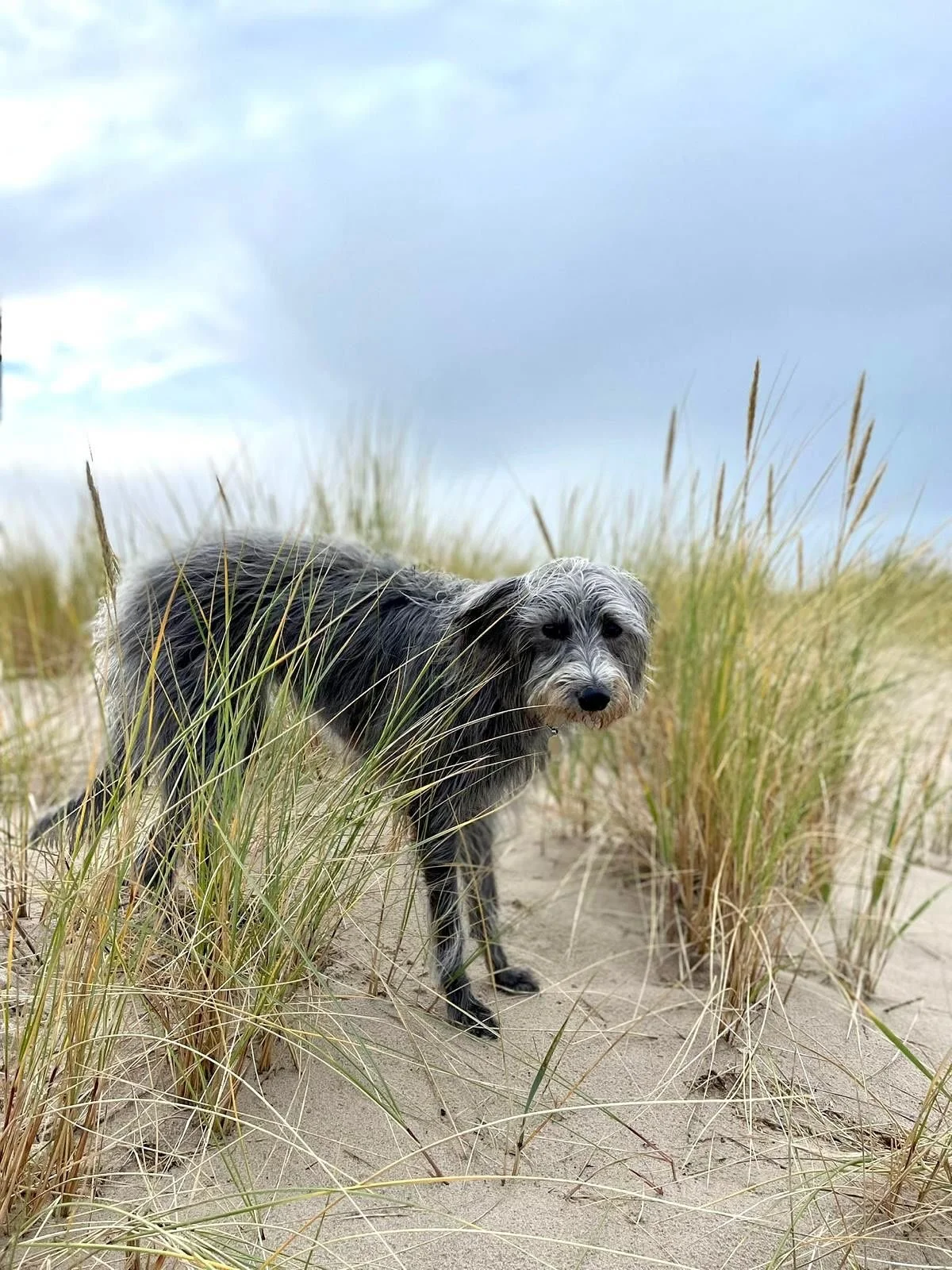 Today is Olive&rsquo;s 6th birthday.

This little creature has my whole heart. She came into my life at the start of lockdown, when I was looking for grounding, just after I found a new home with a garden and the marshes on our doorstep.

The joy I f