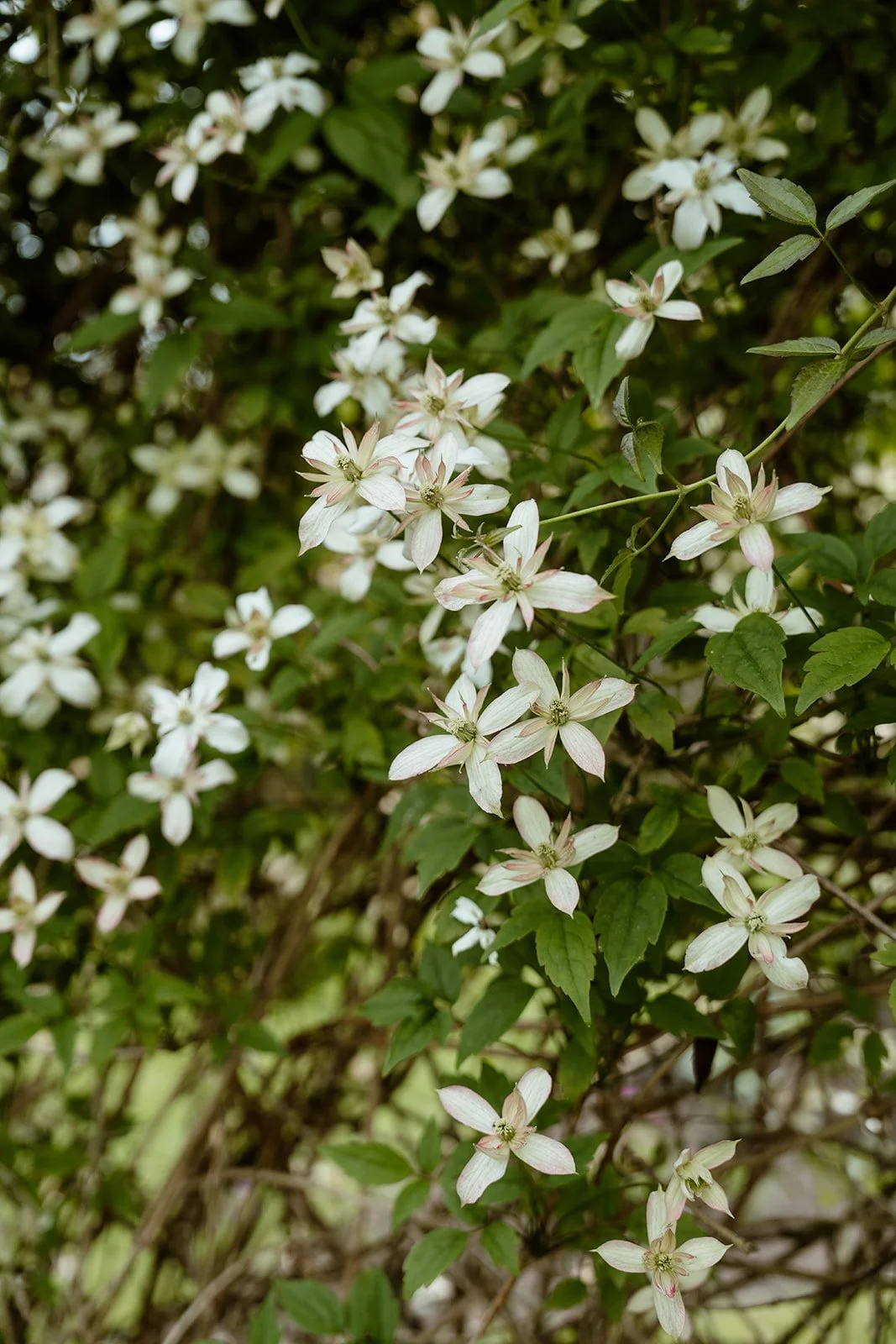 hertfordshire-garden-wedding-preparations 8.JPG