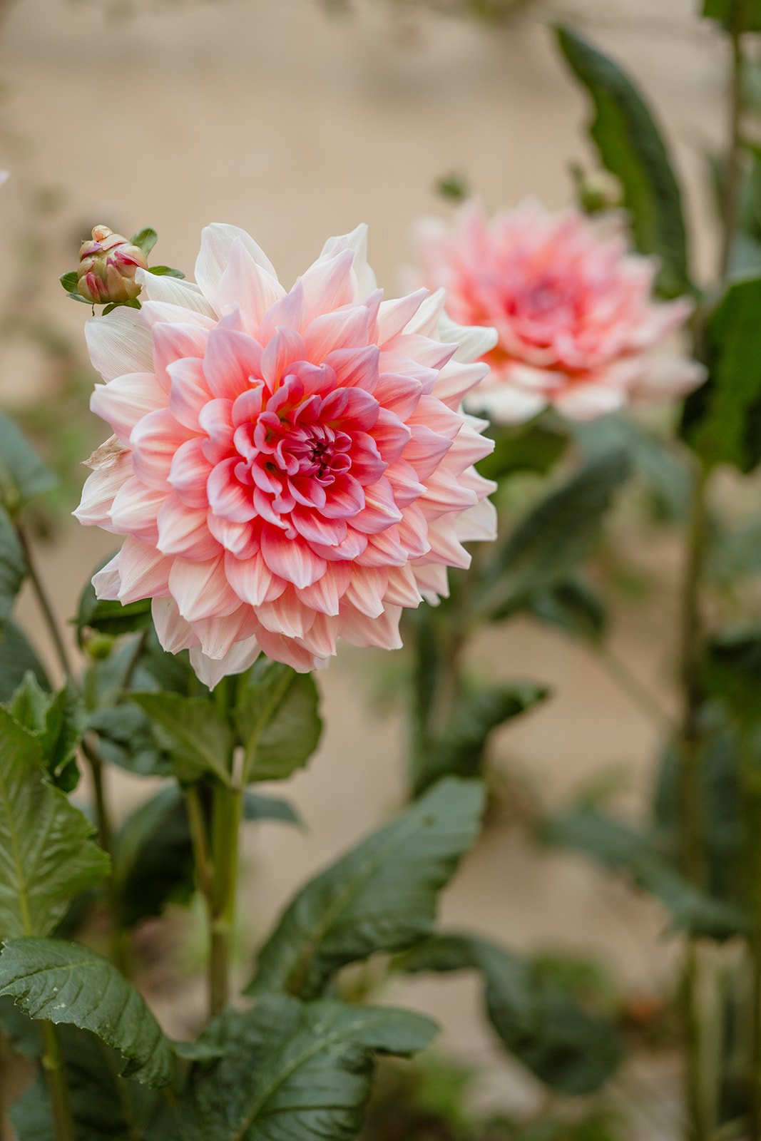 syon-park-wedding-party 48.JPG