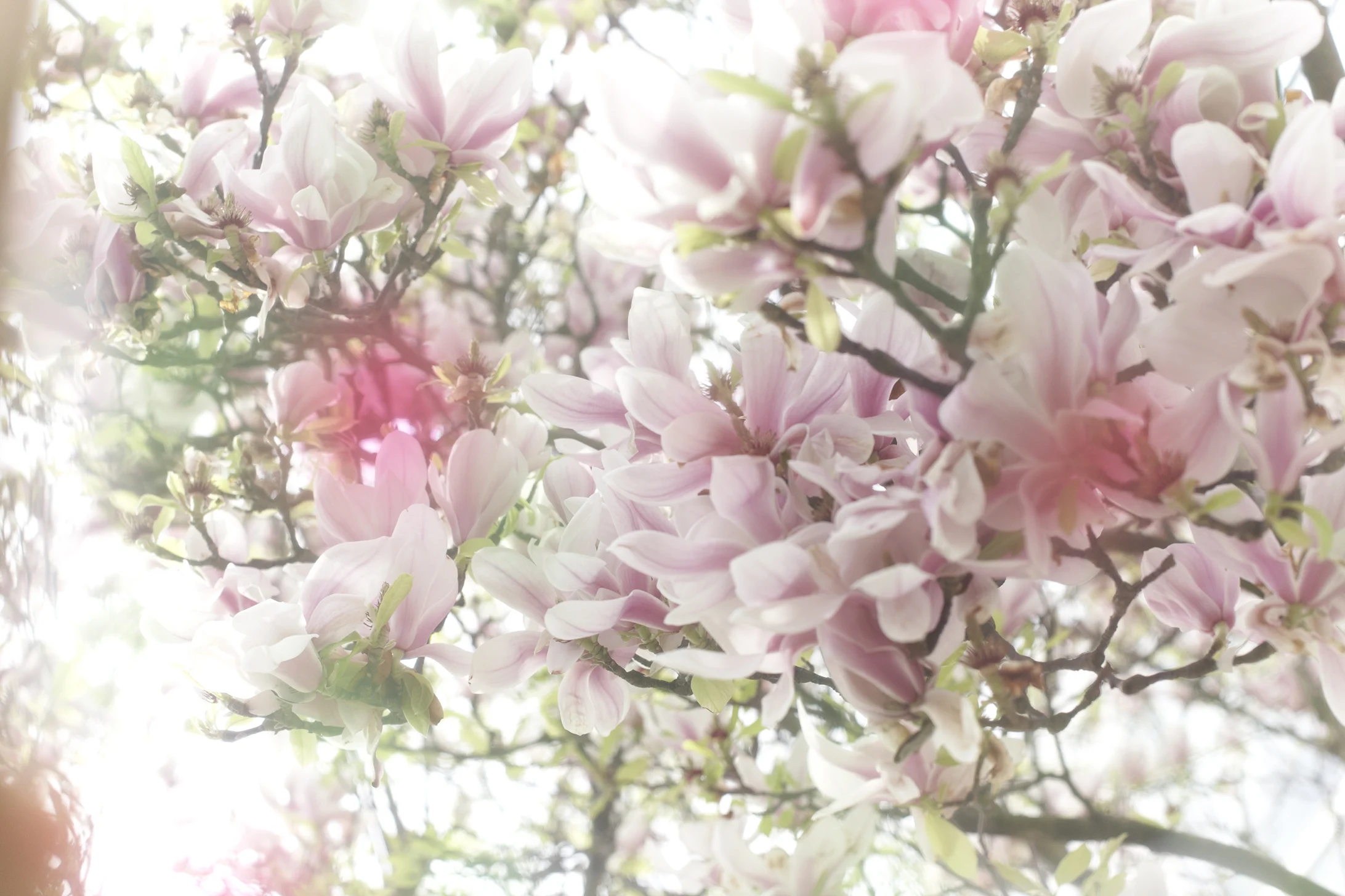 BLOSSOM 2 WEB.jpg