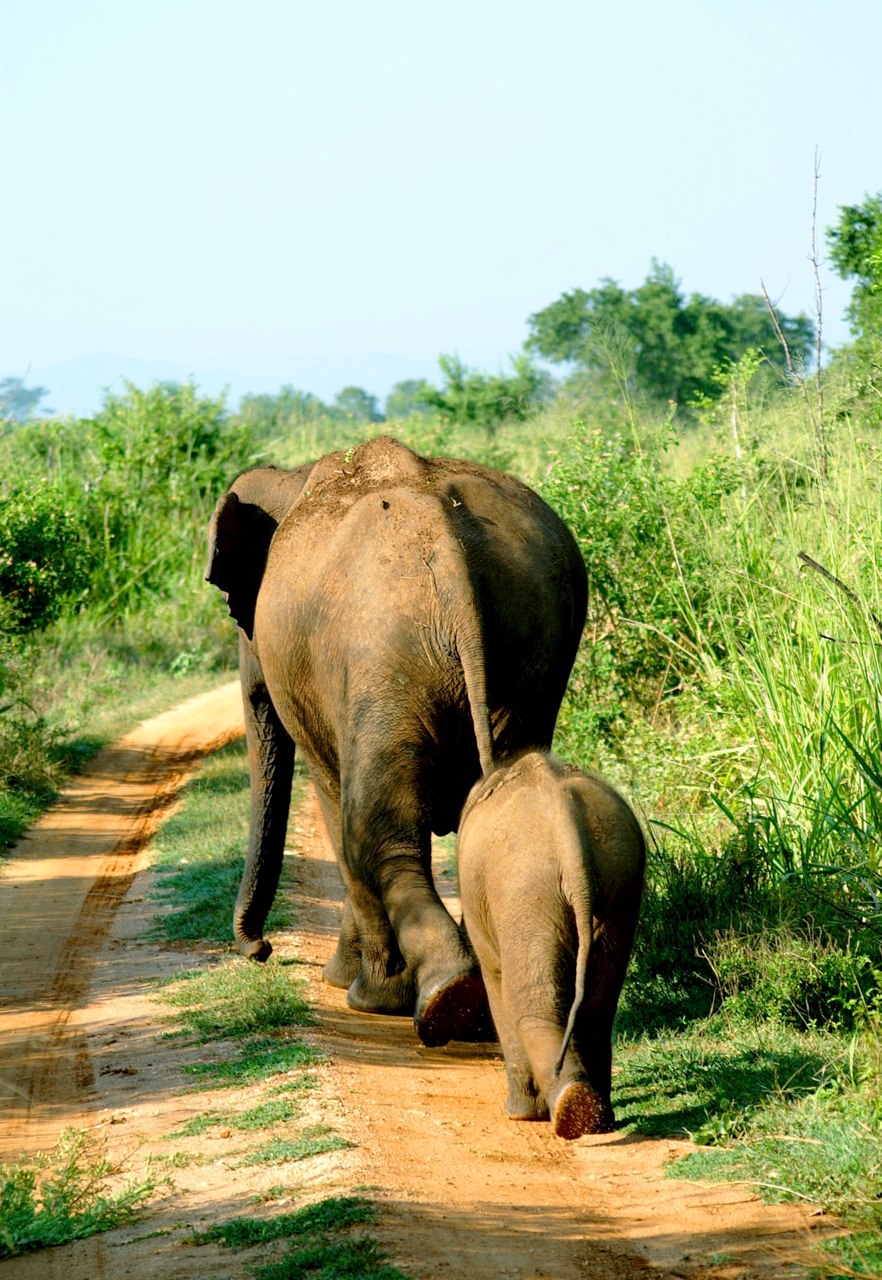 elephants (4).jpg