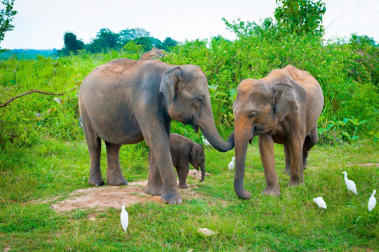 elephants (16).jpg
