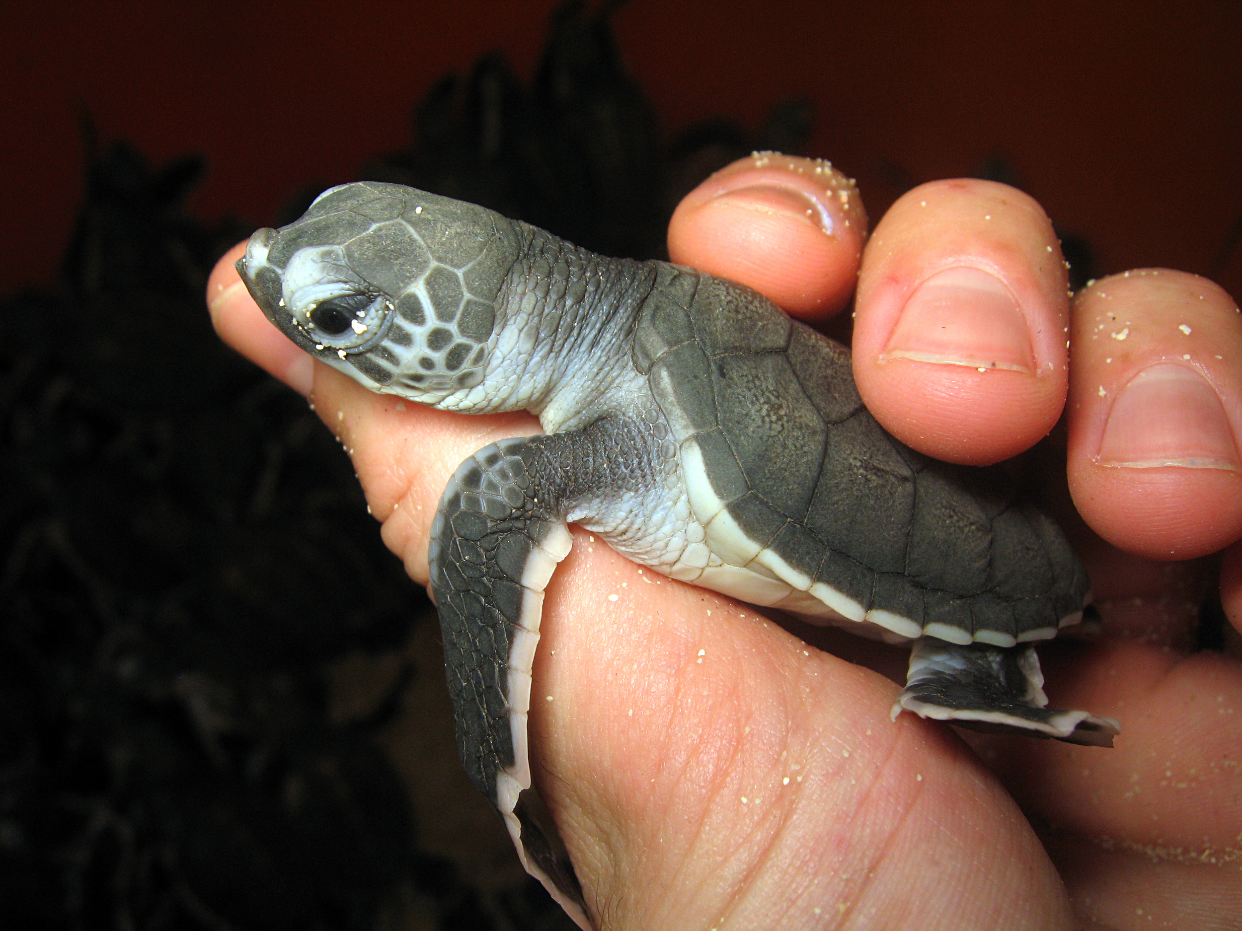 Hold baby turtles at a hatchery