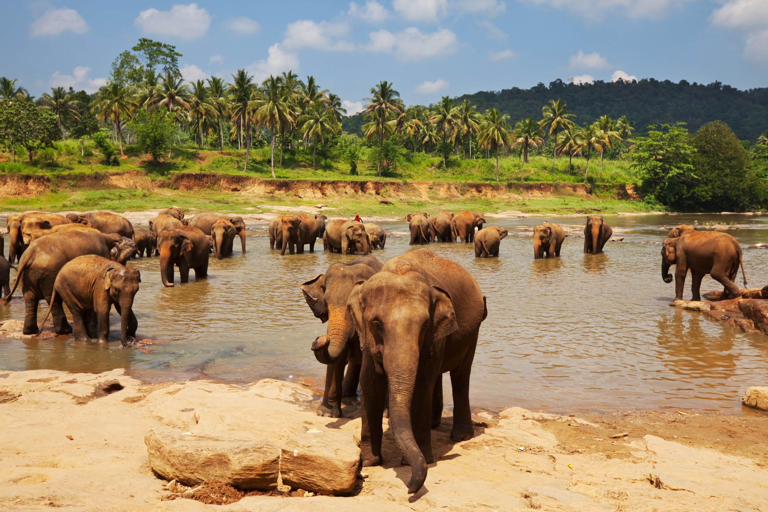 pinnawala-elephant-orphanage-sri-lanka-invite-to-paradise.jpg