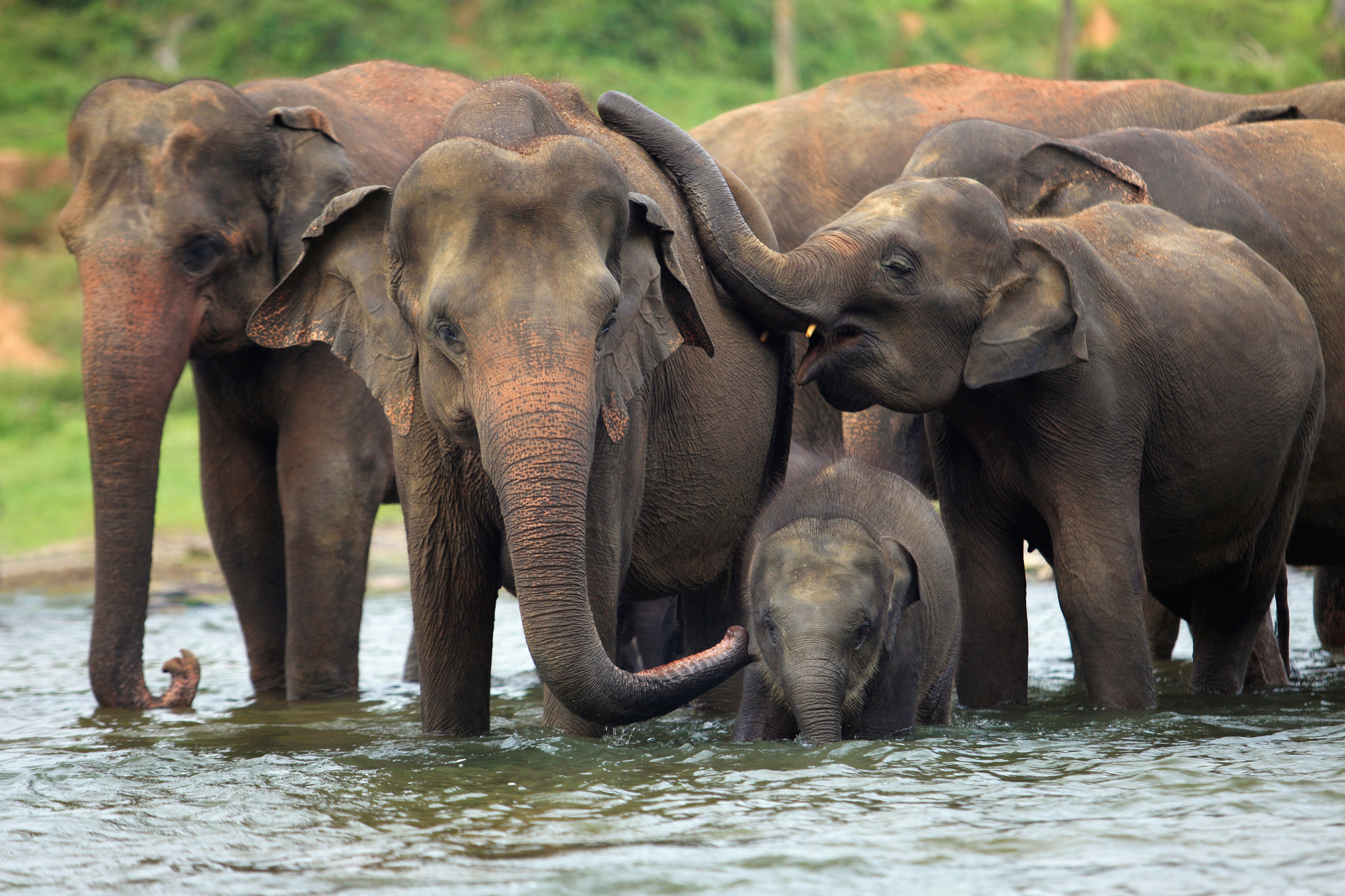 pinnawala-elephant-orphanage-sri-lanka-invite-to-paradise-river-2.jpg