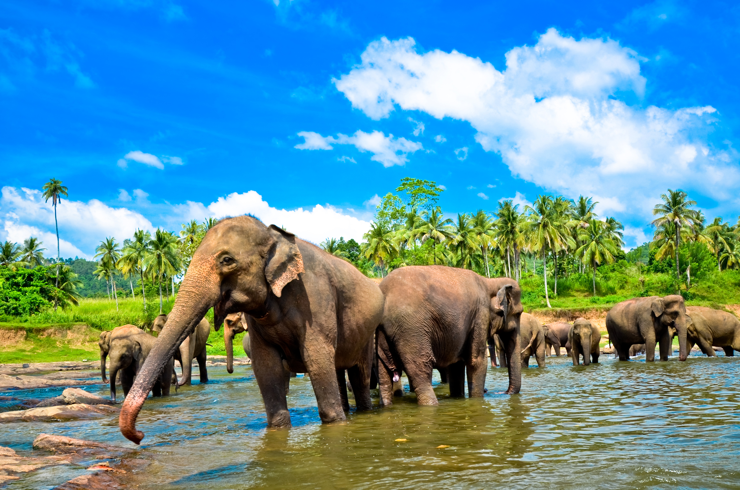 pinnawala-elephant-orphanage-sri-lanka-invite-to-paradise-river-3.jpg