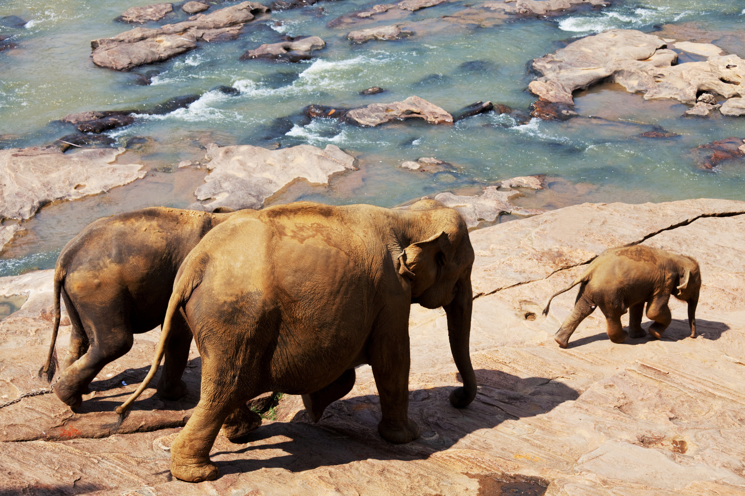 pinnawala-elephant-orphanage-sri-lanka-invite-to-paradise-river.jpg