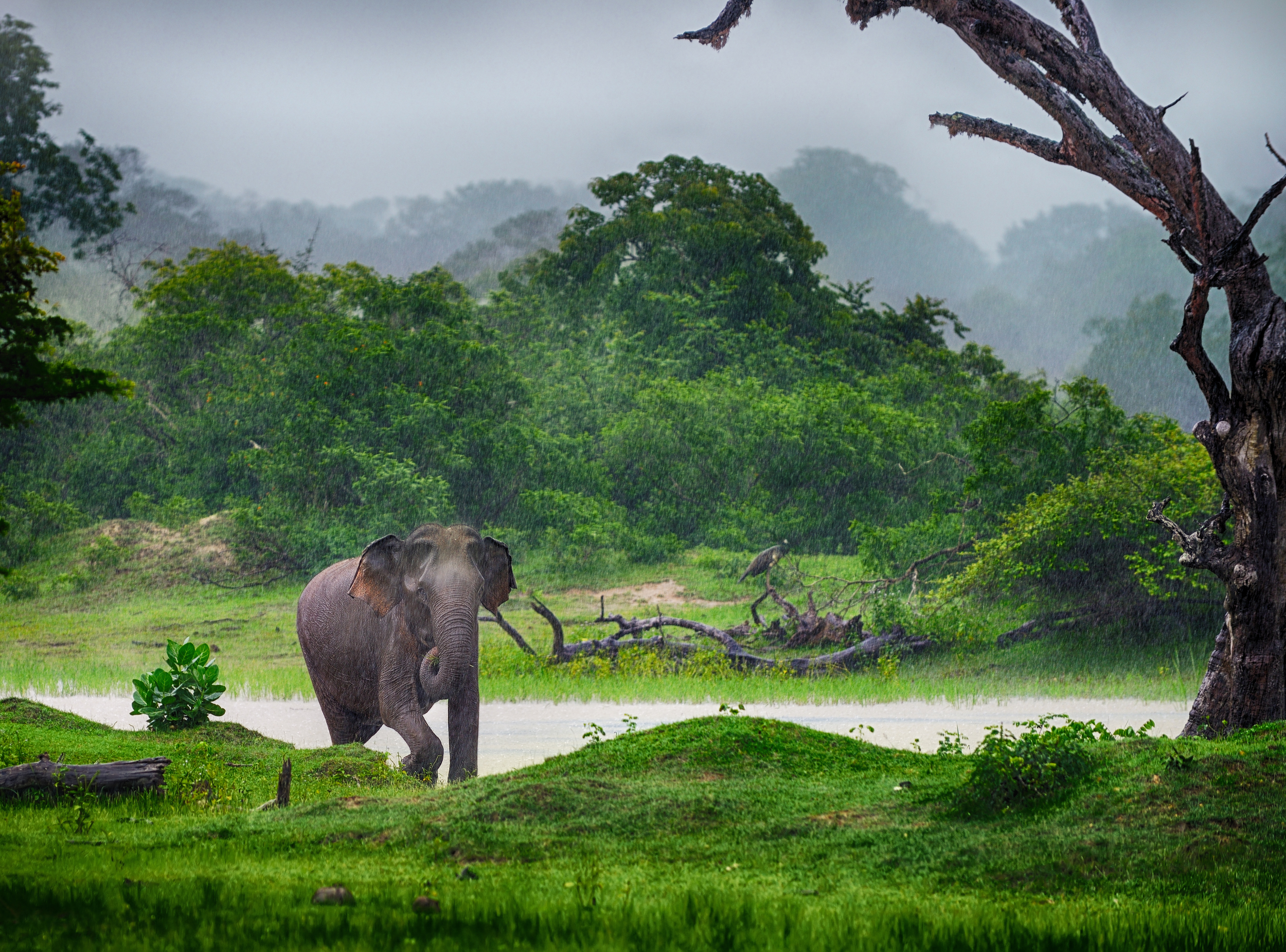 invite-to-paradise-sri-lanka-honeymoon-holiday-elephant-safari-wild-bull.jpg