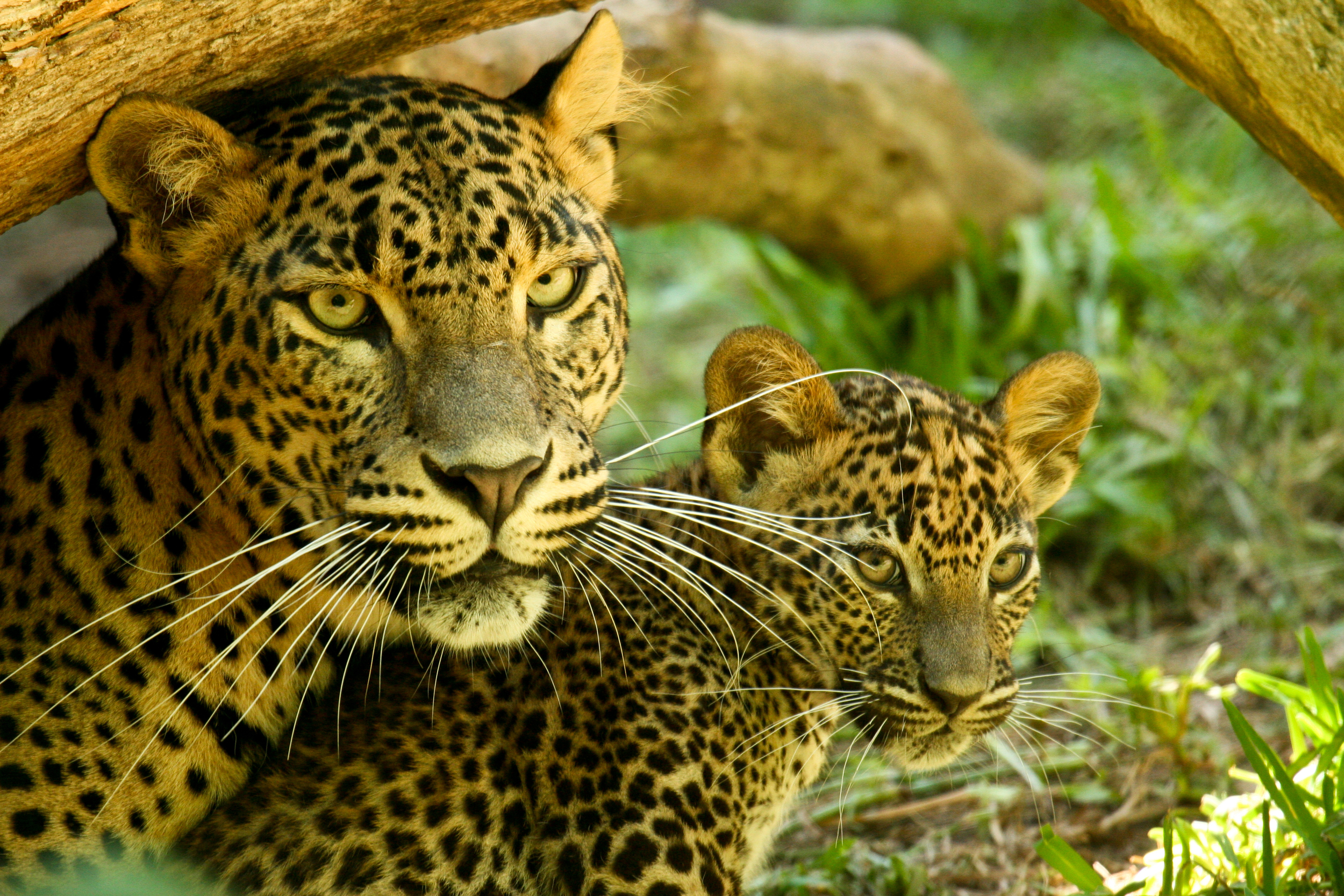Discover animal. Лео леопард. Переднеазиатский леопард. Переднеазиатский леопард котята. Леопард с леопардиком.
