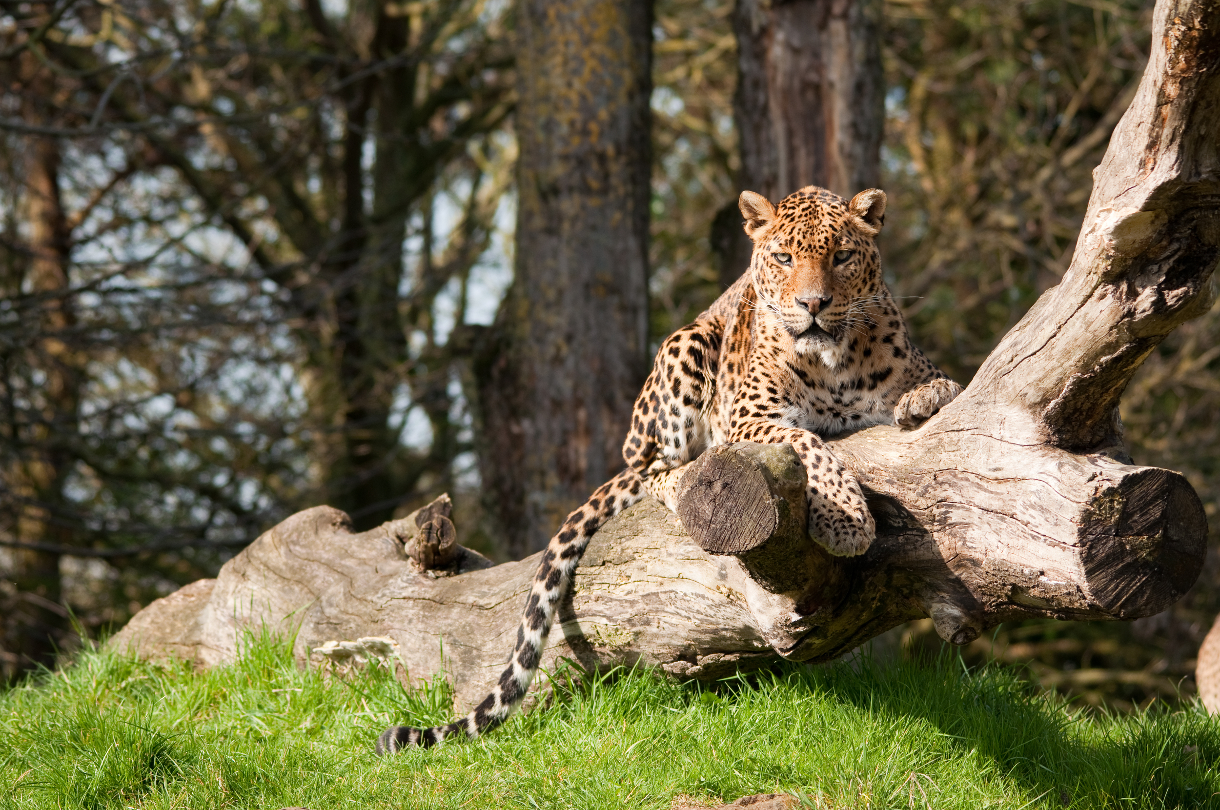 invite-to-paradise-sri-lanka-honeymoon-holiday-wildlife-leopard-safari-6.jpg