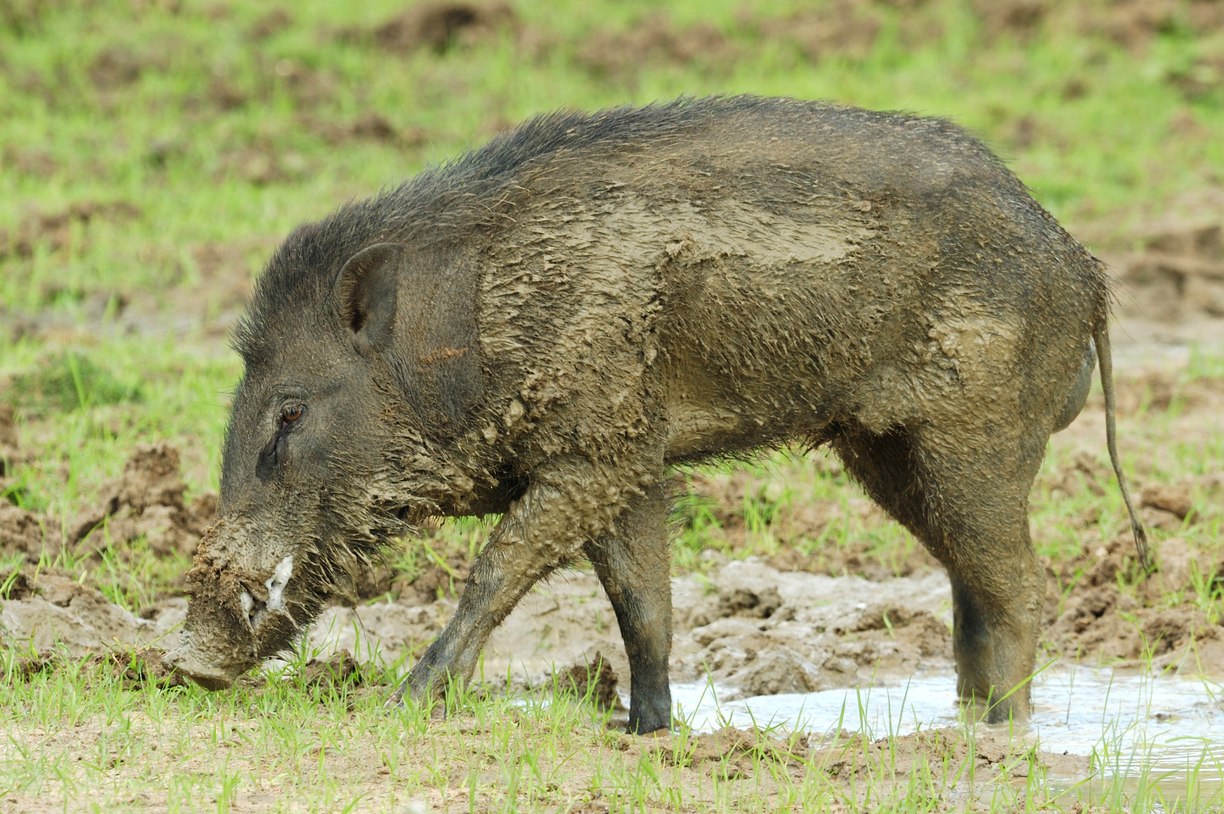 invite-to-paradise-sri-lanka-honeymoon-holiday-wildlife-safari-wild-boar.jpg