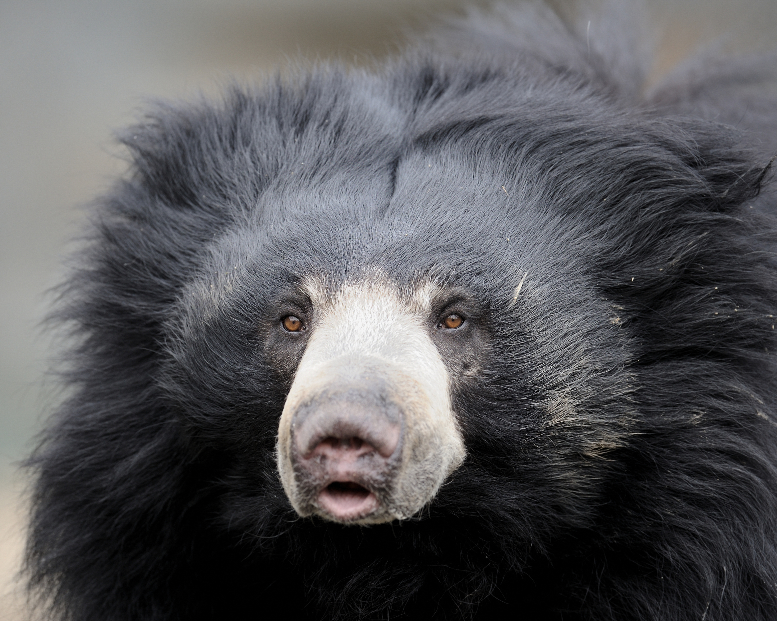 invite-to-paradise-sri-lanka-honeymoon-holiday-wildlife-safari-sloth-bear.jpg