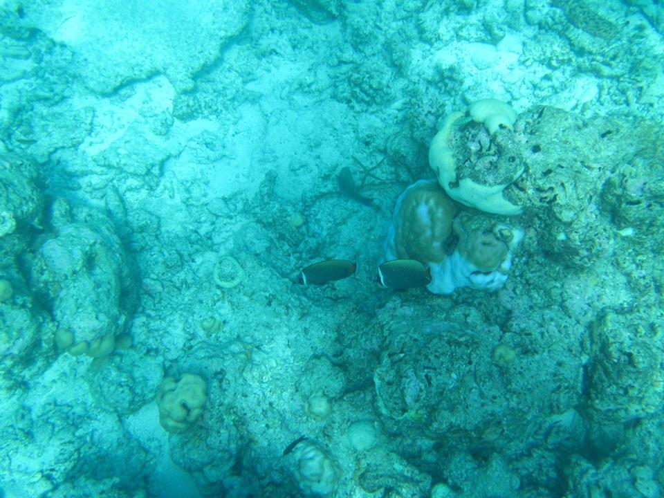 13557810_10100333244958469_99020825582179520_n.jpg