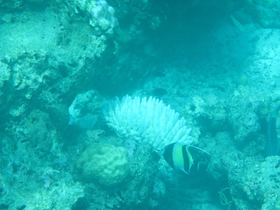 13557668_10100333244963459_8967172164432631704_n.jpg
