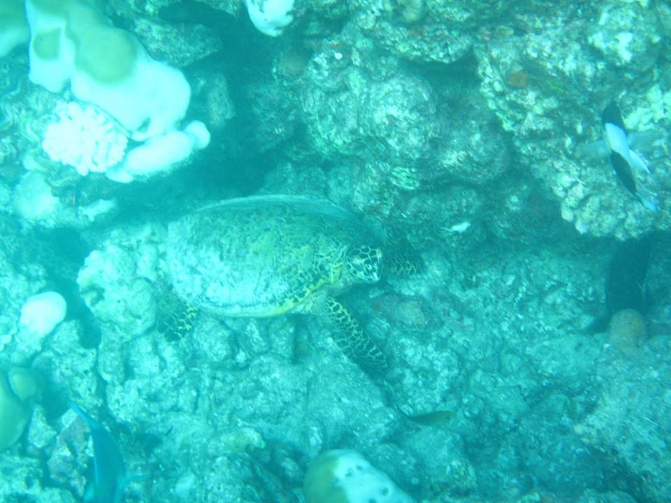 13599773_10100333245657069_1013103194849825812_n.jpg