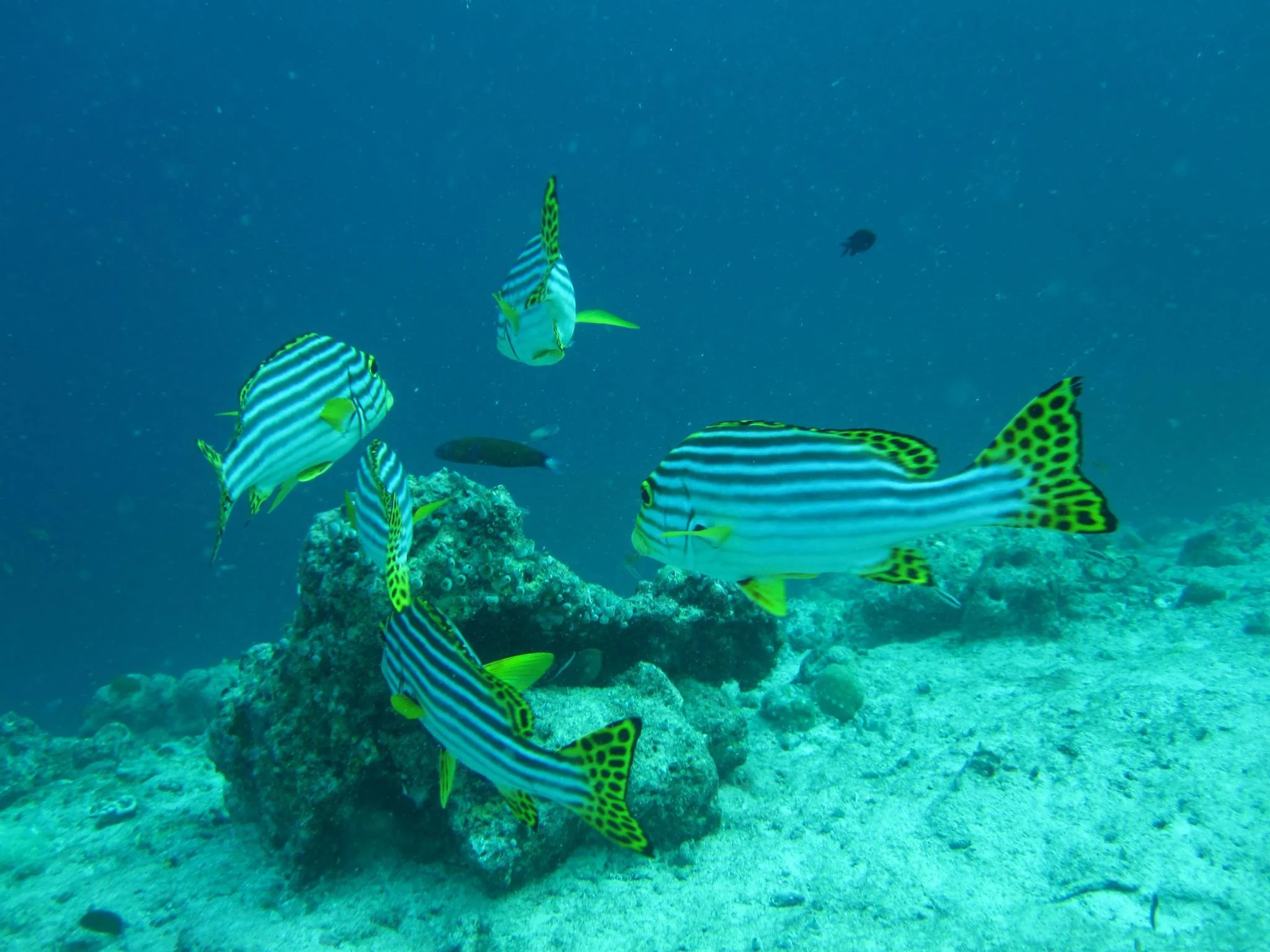 invite-to-paradise-sri-lanka-and-maldives-specialists-travel-agent-tour-operator-customer-review--feedback-joel-rhian-atmopshere-kanifushi-diving-fish.jpg