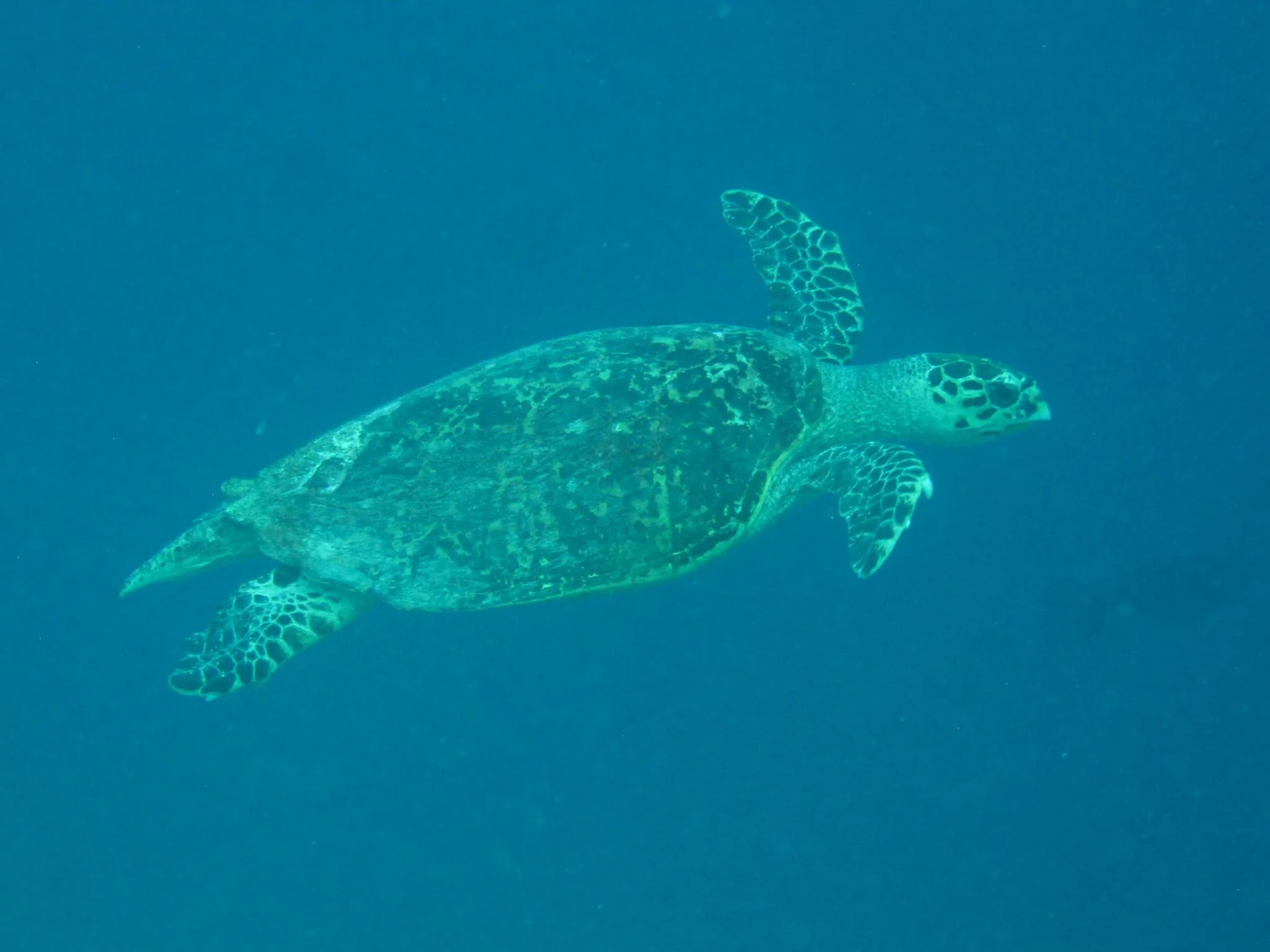 invite-to-paradise-sri-lanka-and-maldives-specialists-travel-agent-tour-operator-customer-review--feedback-joel-rhian-atmopshere-kanifushi-sea-turtle-2.jpg