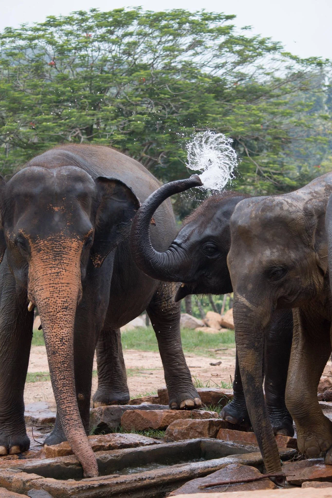 invite-to-paradise-sri-lanka-and-maldives-specialists-travel-agent-tour-operator-customer-review--feedback-joel-rhian-elephants-10.jpg