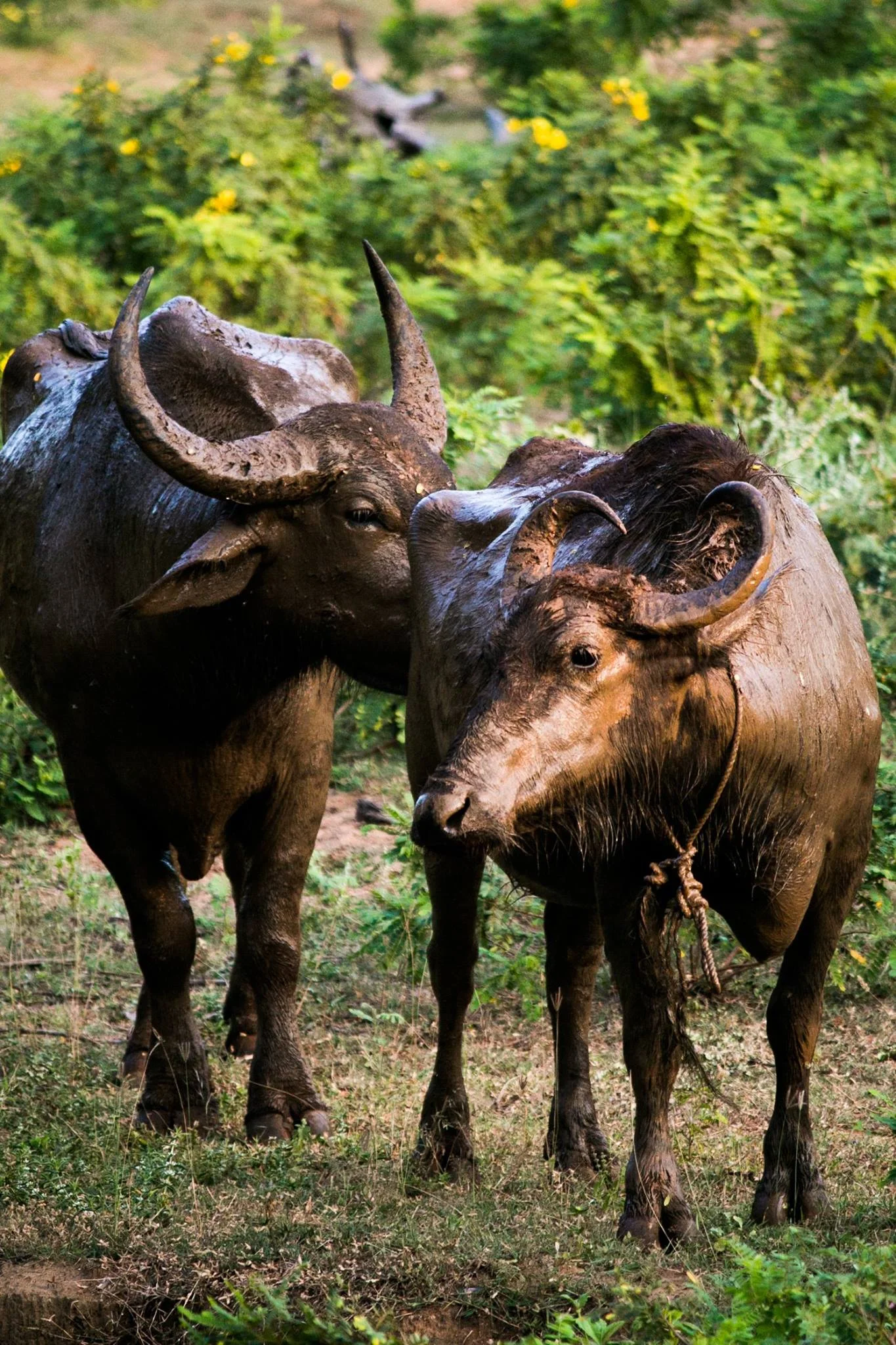 invite-to-paradise-sri-lanka-and-maldives-specialists-travel-agent-tour-operator-customer-review--feedback-joel-rhian-water-buffalo-5.jpg