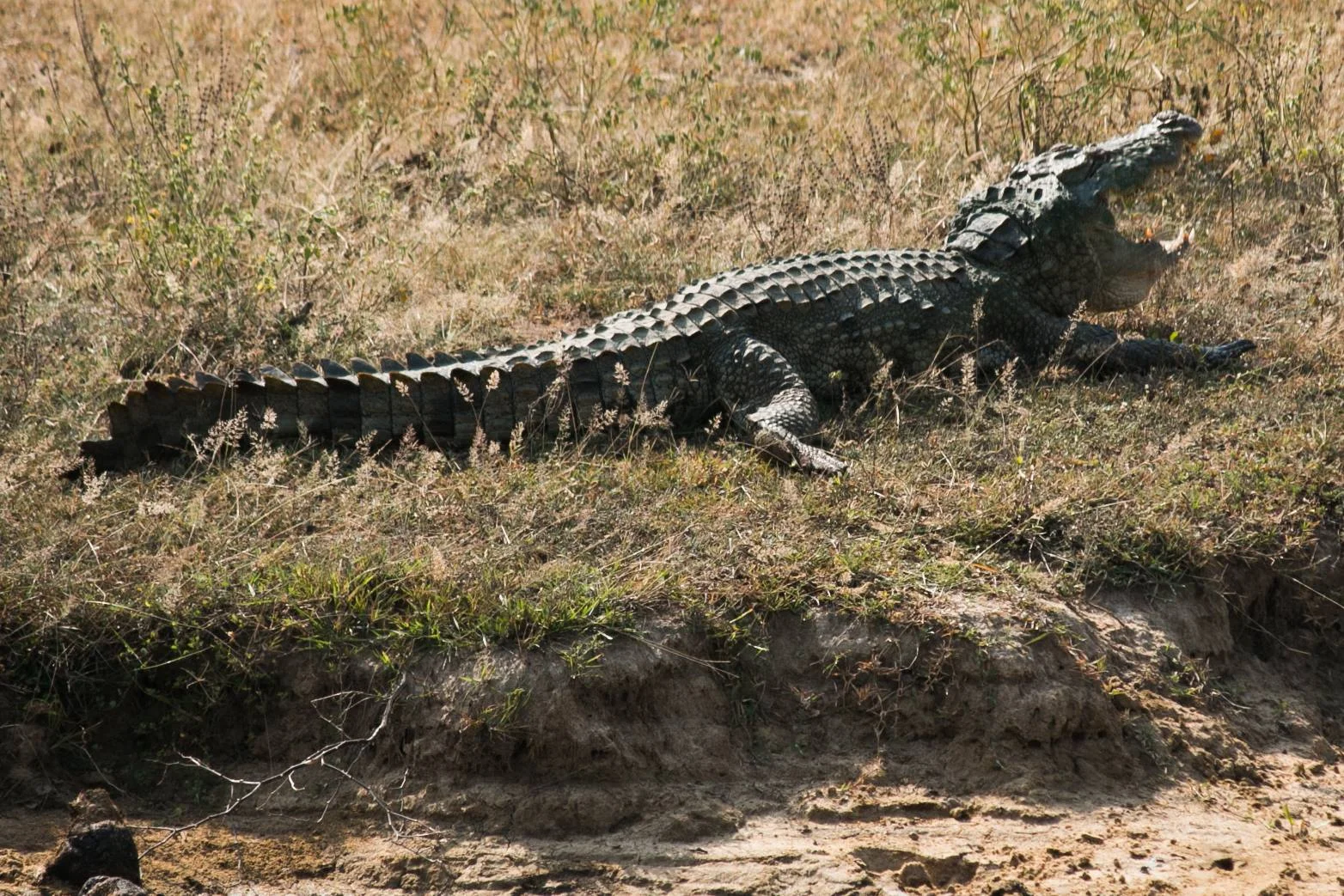 invite-to-paradise-sri-lanka-and-maldives-specialists-travel-agent-tour-operator-customer-review-feedback-joel-rhian-crocodile.jpg