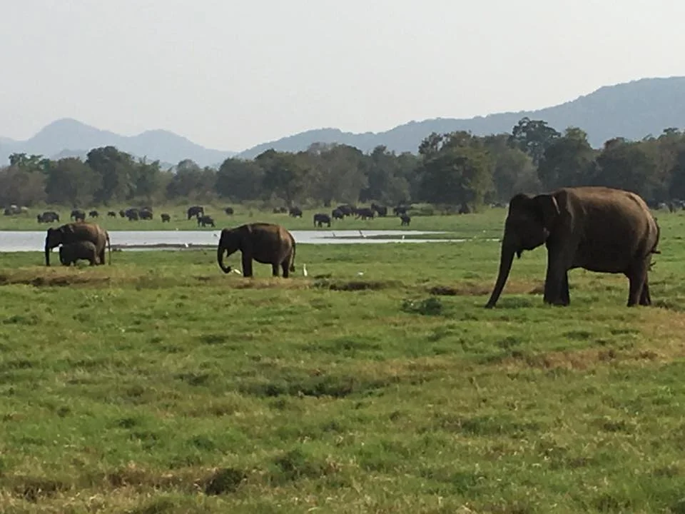 invite-to-paradise-sri-lanka-and-maldives-specialists-travel-agent-tour-operator-customer-review-feedback-joel-rhian-elephant-4.jpg