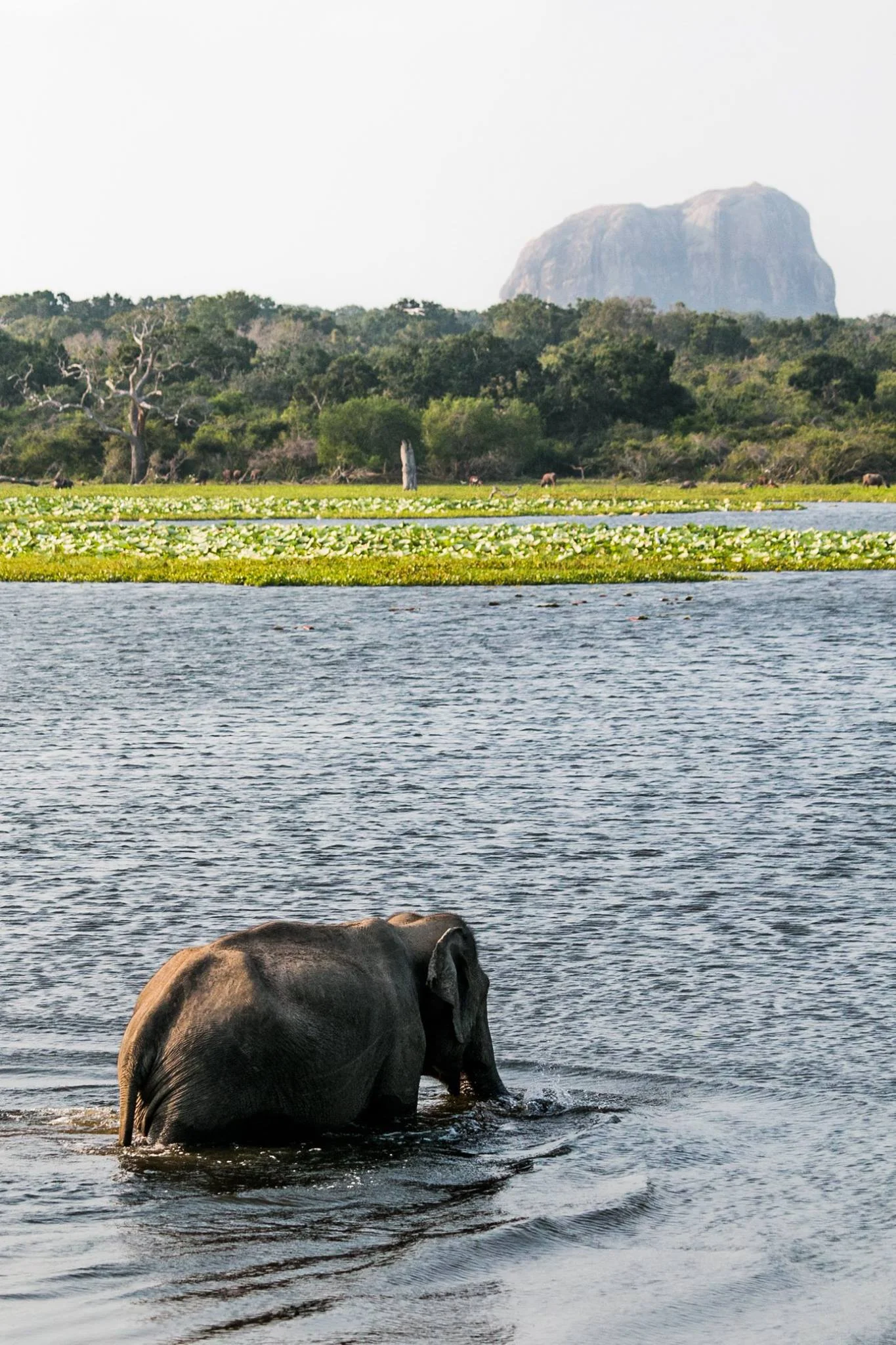 invite-to-paradise-sri-lanka-and-maldives-specialists-travel-agent-tour-operator-customer-review-feedback-joel-rhian-elephant-7.jpg