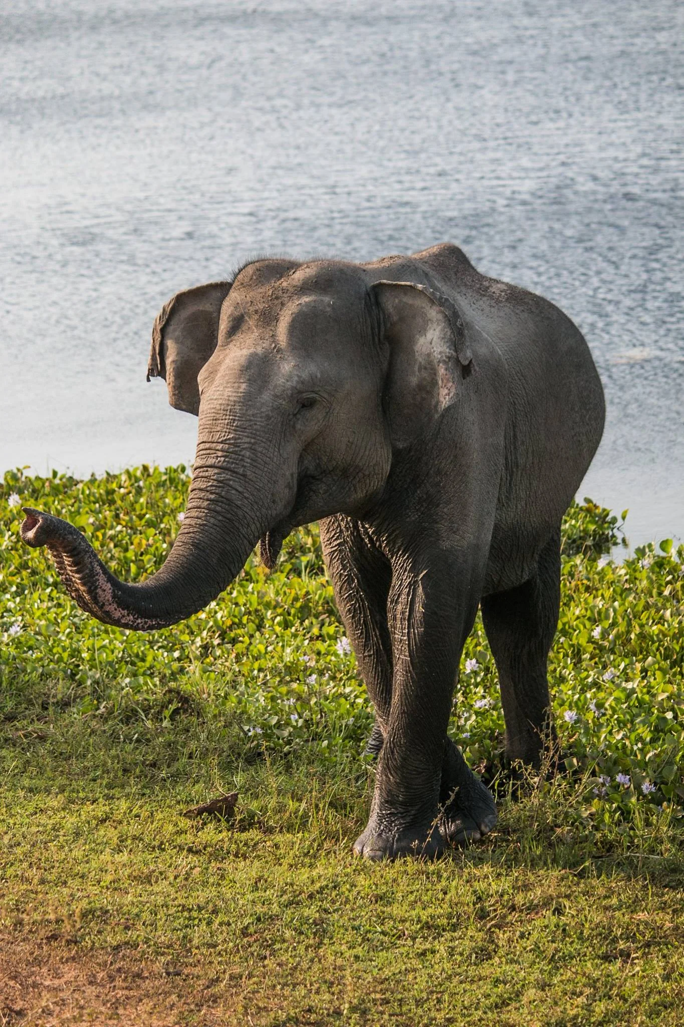 invite-to-paradise-sri-lanka-and-maldives-specialists-travel-agent-tour-operator-customer-review-feedback-joel-rhian-elephant-8.jpg