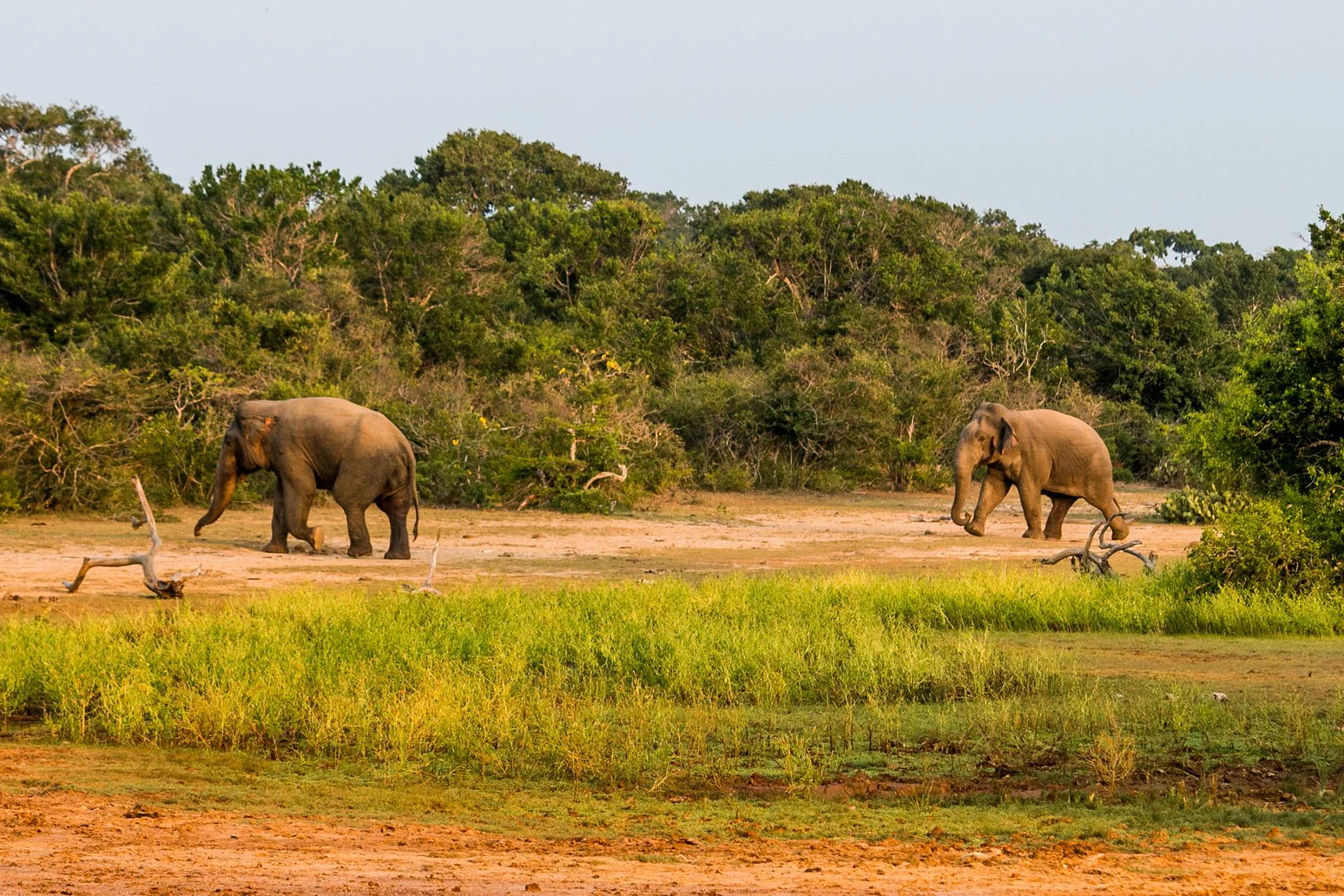 invite-to-paradise-sri-lanka-and-maldives-specialists-travel-agent-tour-operator-customer-review-feedback-joel-rhian-elephant-safari.jpg