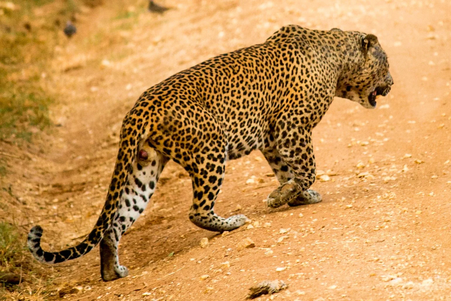 invite-to-paradise-sri-lanka-and-maldives-specialists-travel-agent-tour-operator-customer-review-feedback-joel-rhian-leopard-1.jpg