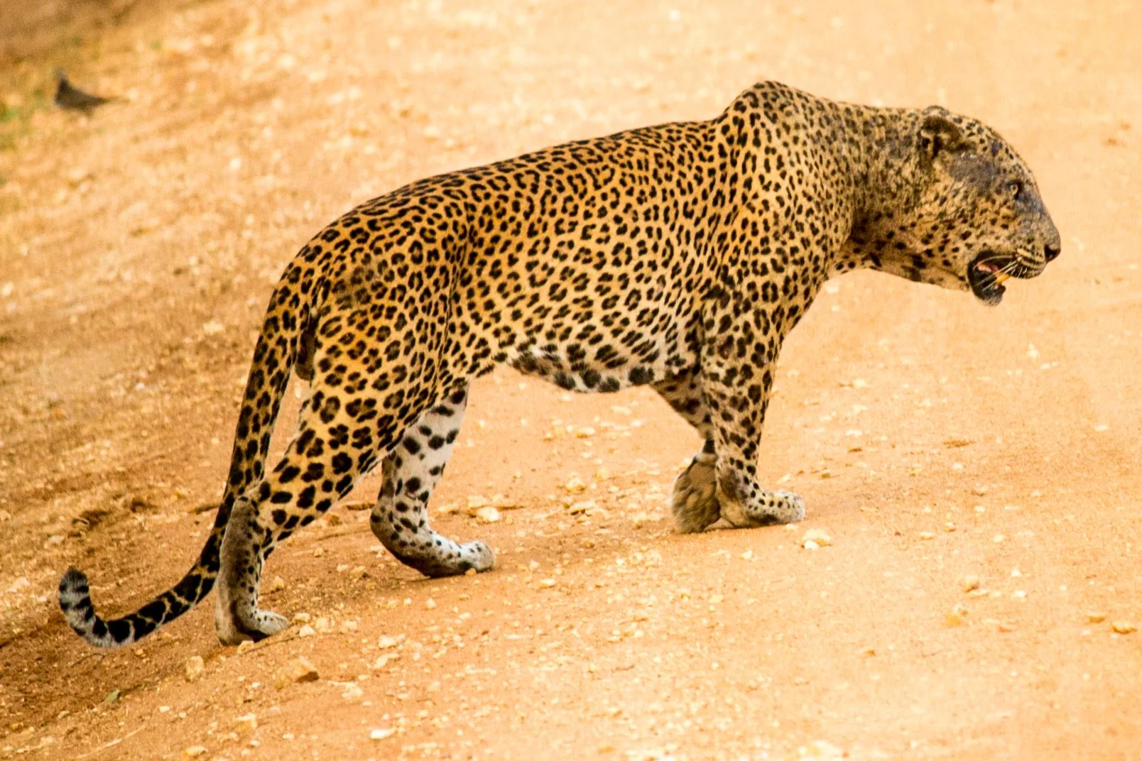invite-to-paradise-sri-lanka-and-maldives-specialists-travel-agent-tour-operator-customer-review-feedback-joel-rhian-leopard-4.jpg