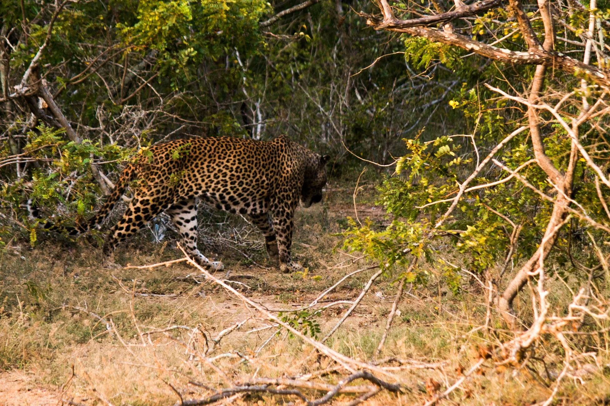 invite-to-paradise-sri-lanka-and-maldives-specialists-travel-agent-tour-operator-customer-review-feedback-joel-rhian-leopard-safari-2.jpg