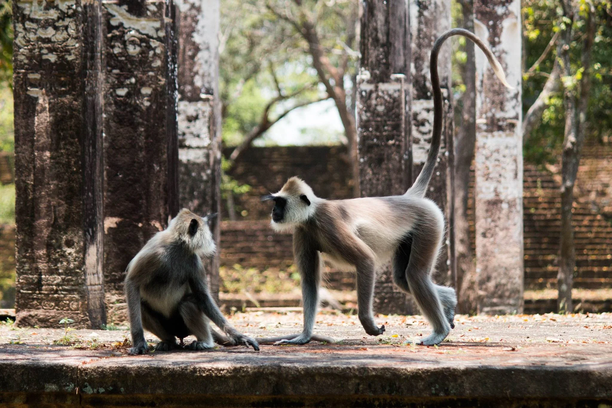 invite-to-paradise-sri-lanka-and-maldives-specialists-travel-agent-tour-operator-customer-review-feedback-joel-rhian-monkey-2.jpg