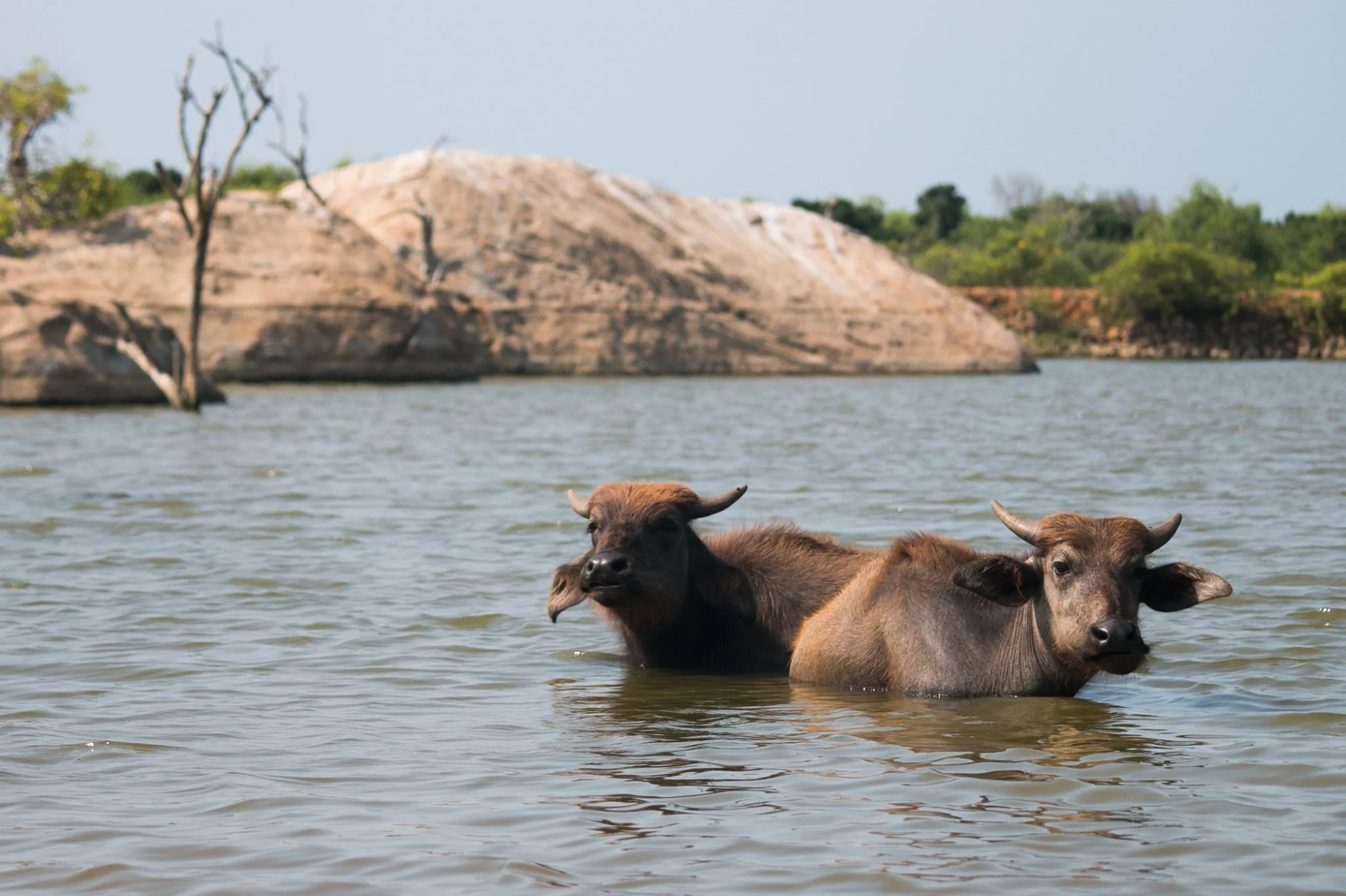 invite-to-paradise-sri-lanka-and-maldives-specialists-travel-agent-tour-operator-customer-review-feedback-joel-rhian-water-buffalo-2.jpg