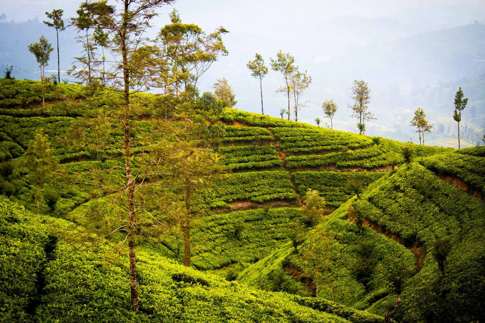 invite-to-paradise-sri-lanka-and-maldives-specialists-travel-agent-tour-operator-customer-review--feedback-joel-rhian-tea-plantation-3.jpg