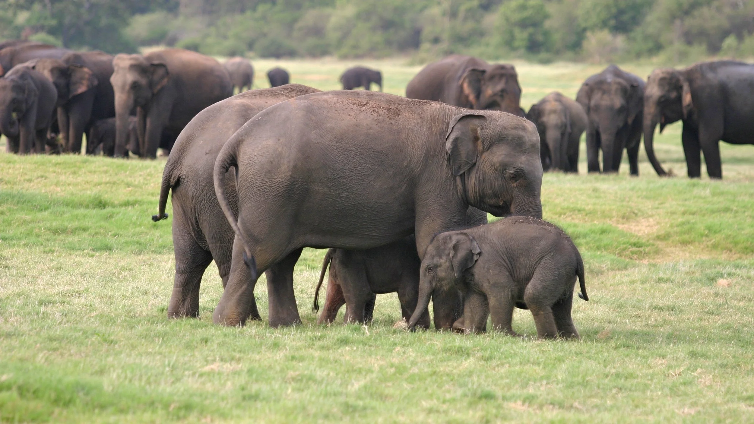 Enjoy wild elephants together as a family.