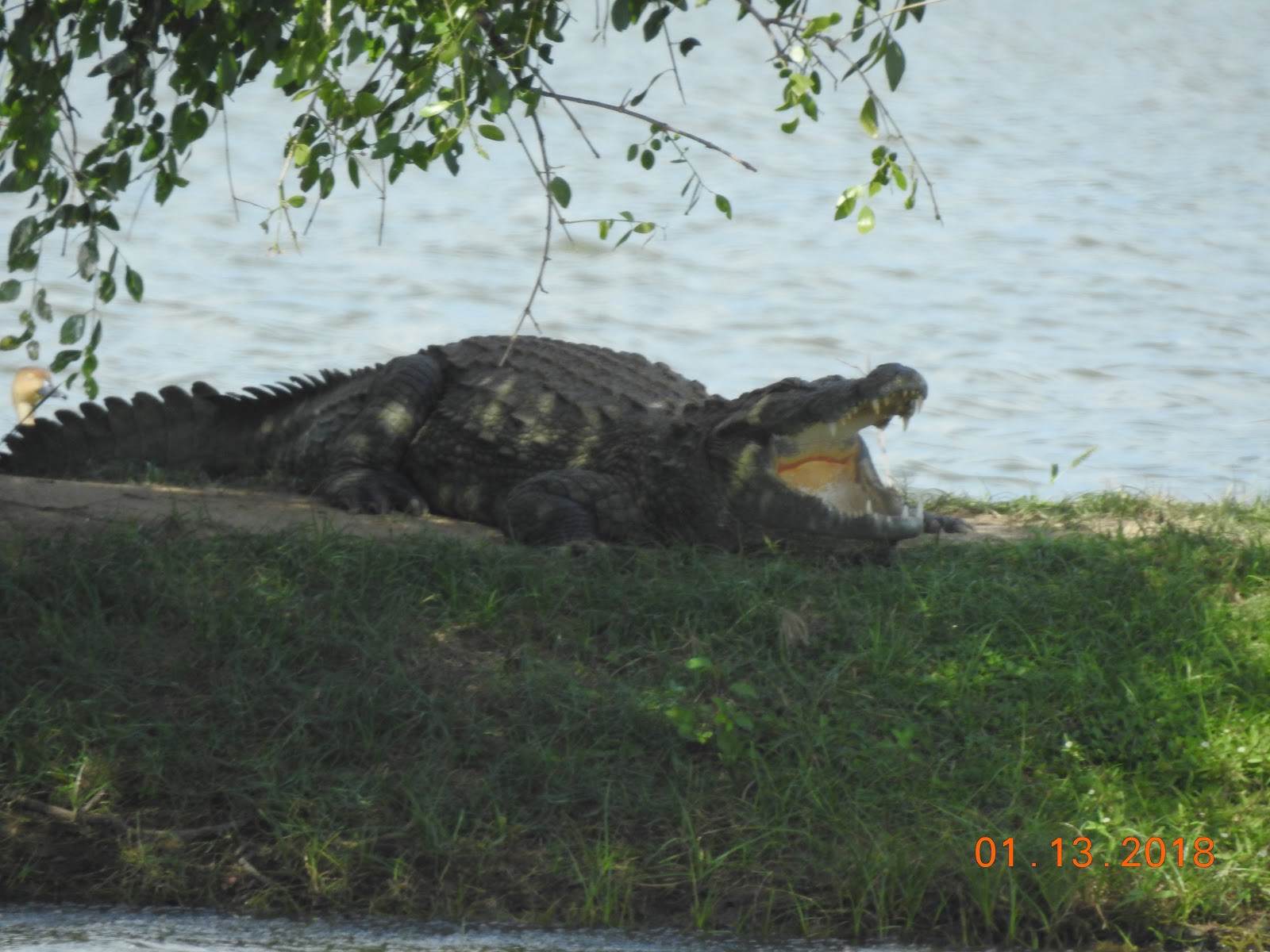 invite-to-paradise-sri-lanka-maldives-holiday-specialists-nutan-vidyut-patel-crocodile.jpg