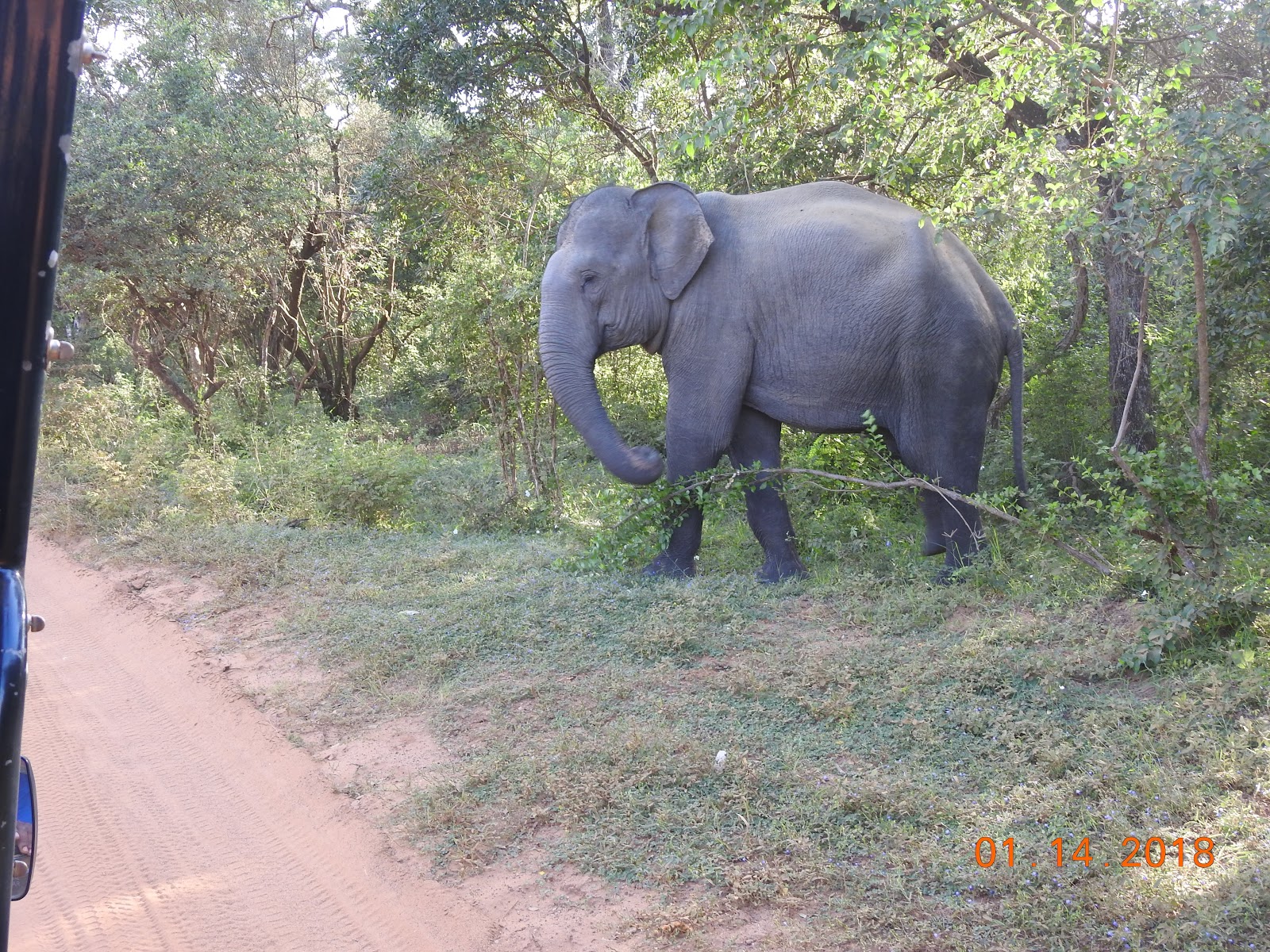 invite-to-paradise-sri-lanka-maldives-holiday-specialists-nutan-vidyut-patel-elephant-safari.jpg