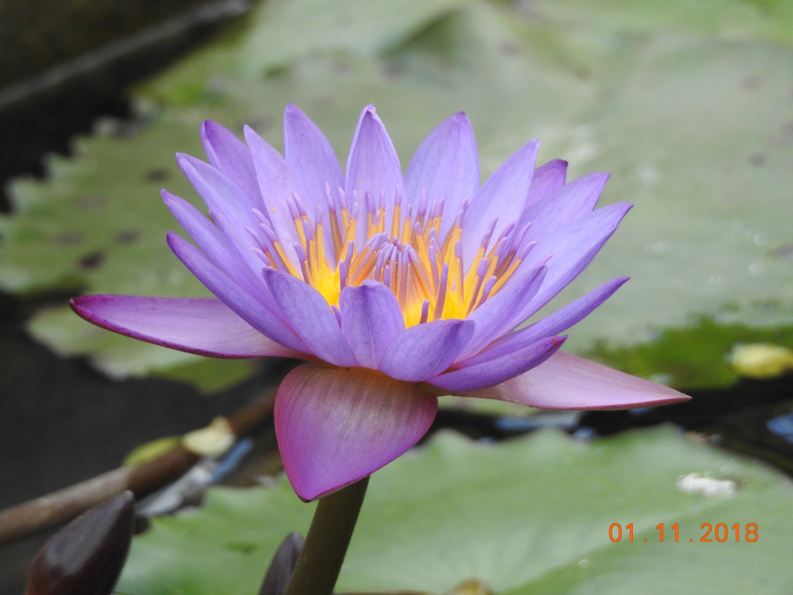 invite-to-paradise-sri-lanka-maldives-holiday-specialists-nutan-vidyut-patel-lotus-flower.jpg