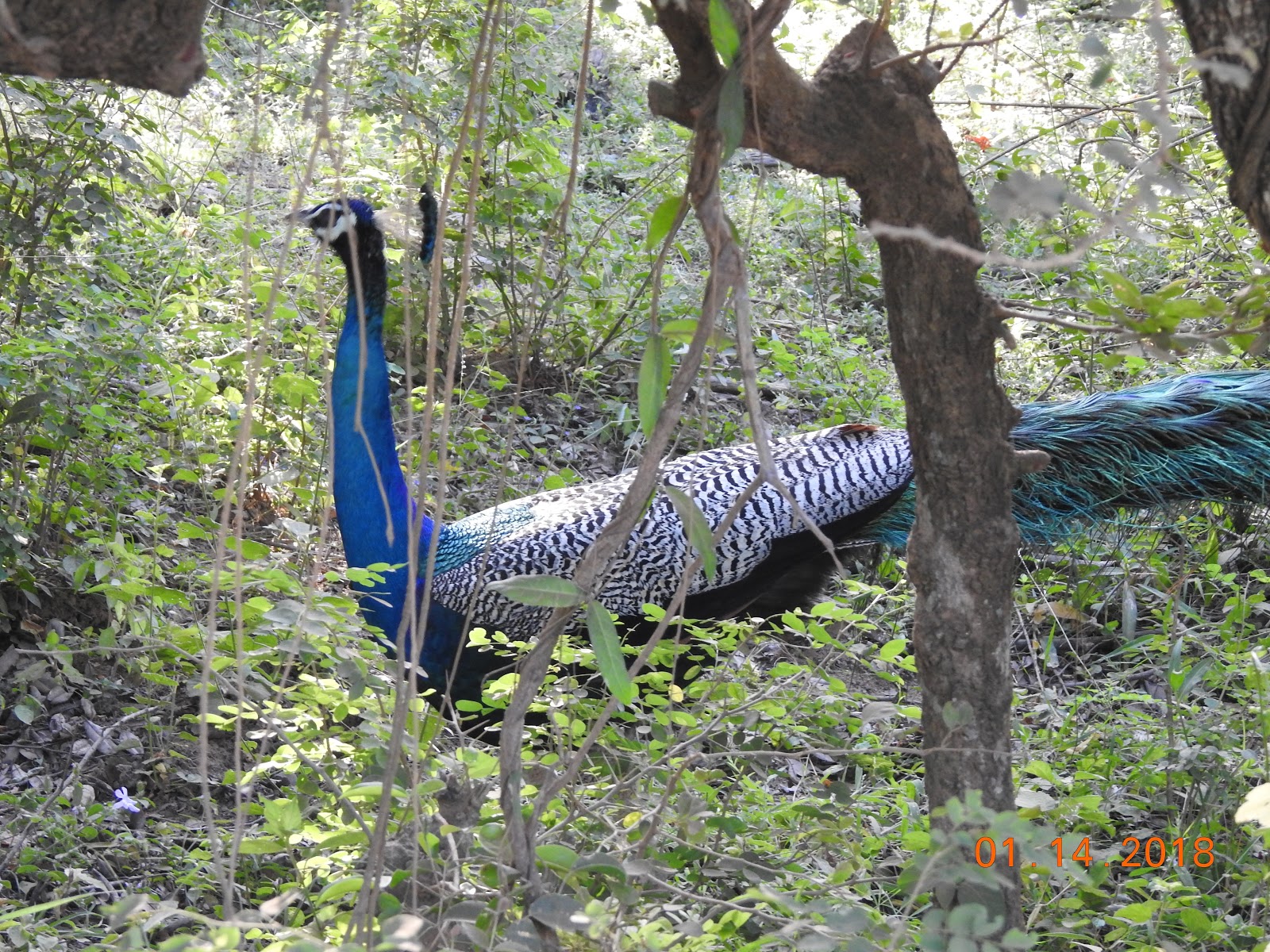 invite-to-paradise-sri-lanka-maldives-holiday-specialists-nutan-vidyut-patel-peacock-2.jpg