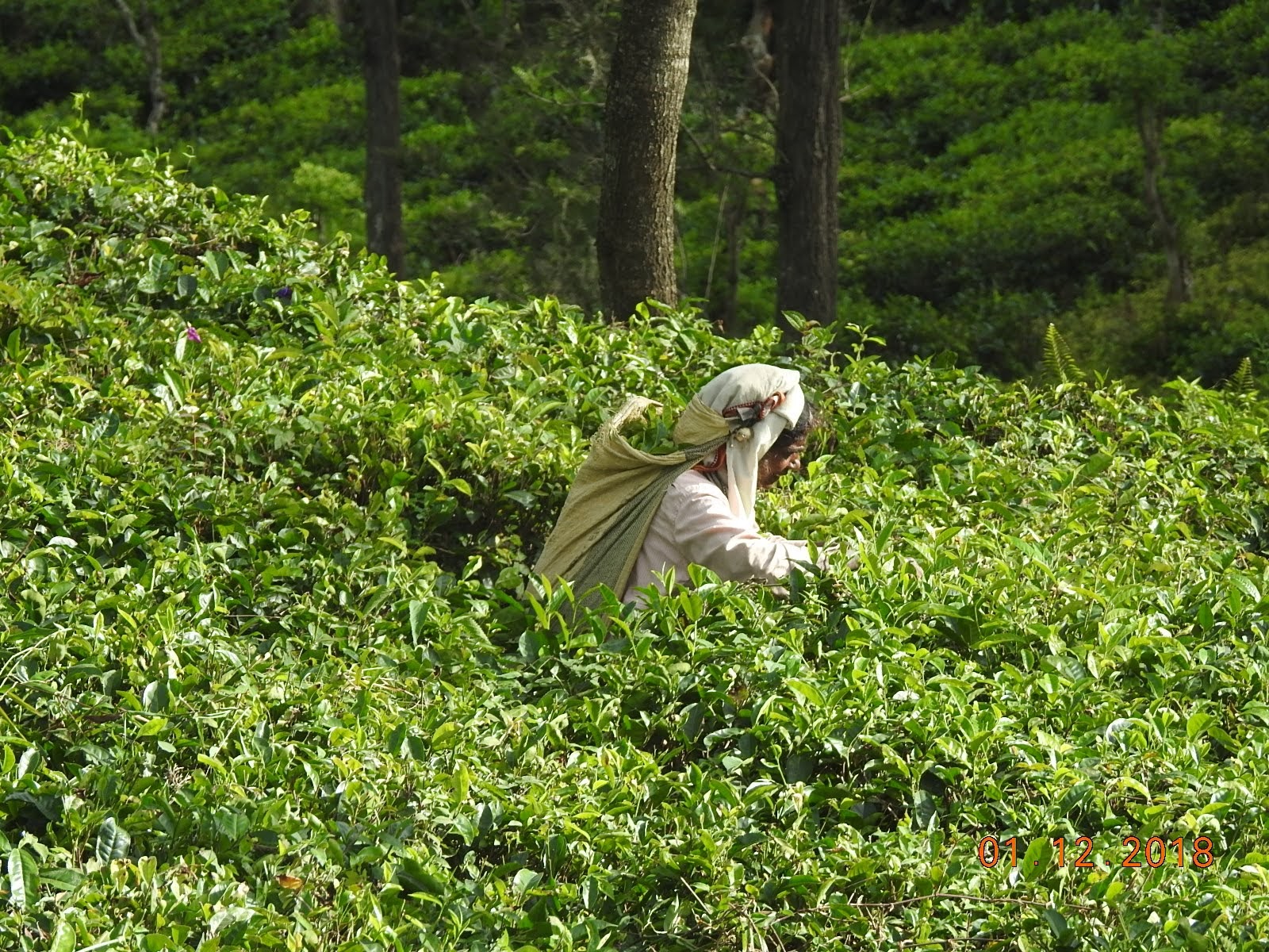 invite-to-paradise-sri-lanka-maldives-holiday-specialists-nutan-vidyut-patel-tea-picker.jpg
