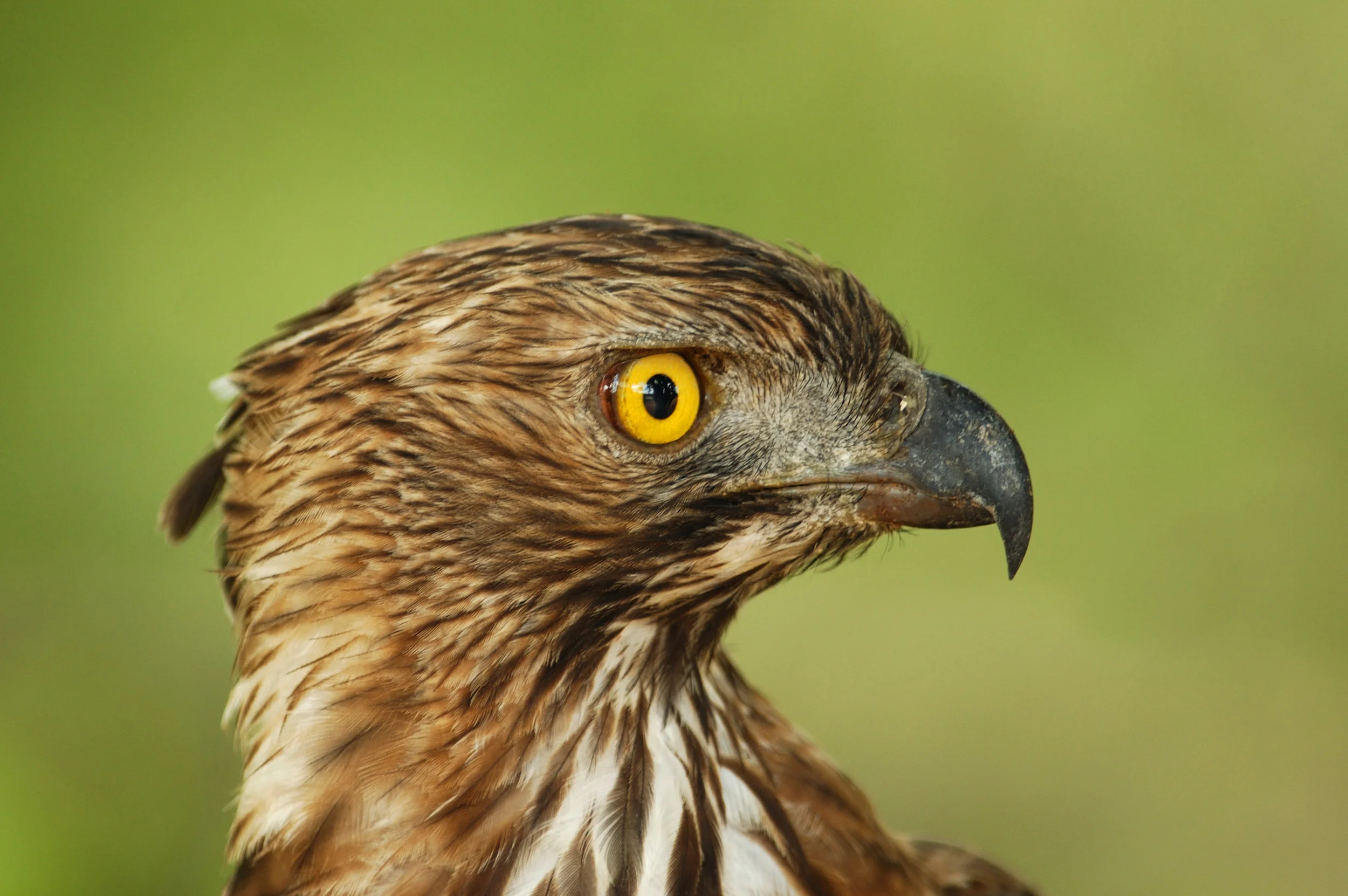 invite-to-paradise-sri-lanka-honeymoon-holiday-wildlife-safari-eagle.jpg