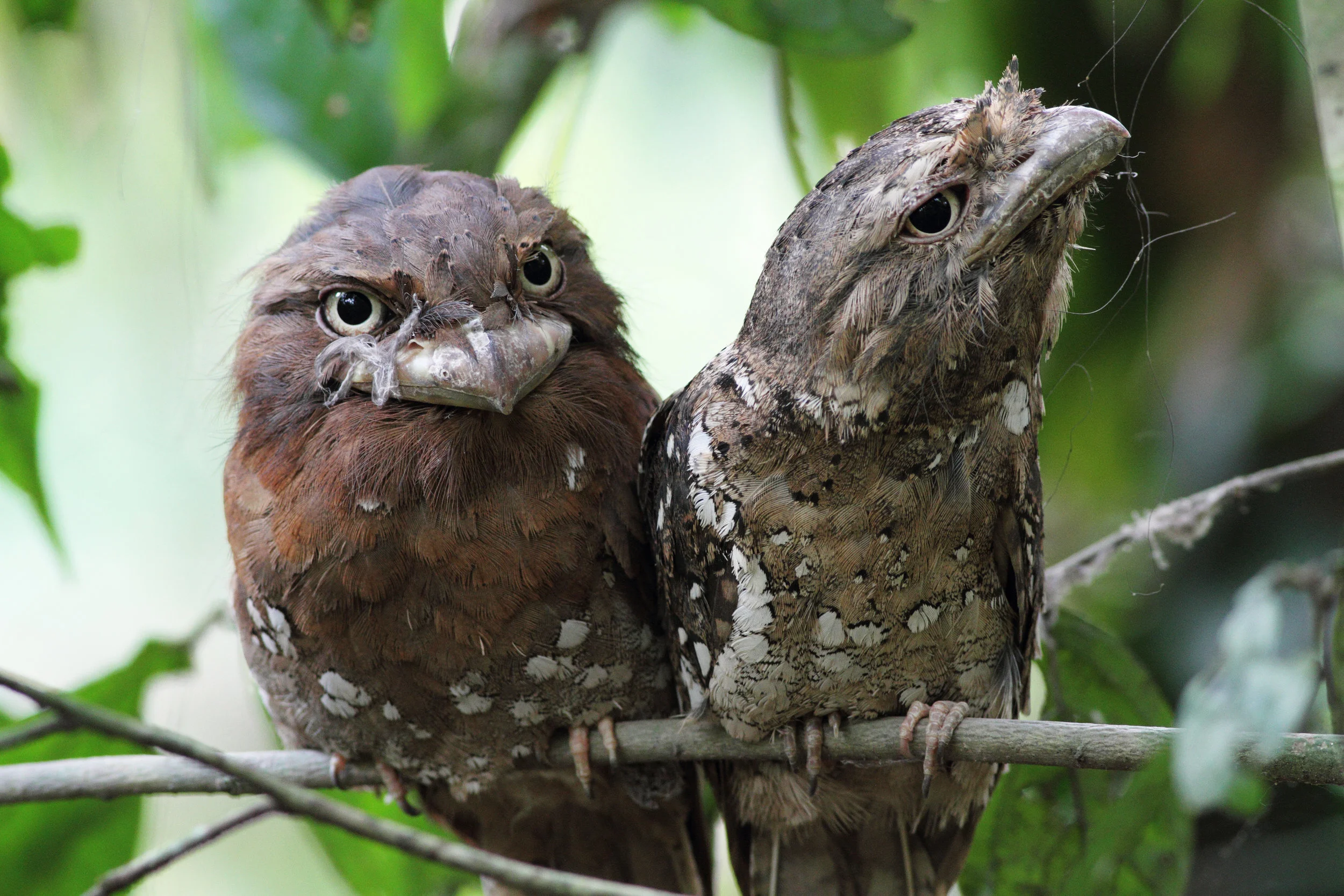 The Sri Lankan Frogmouth is a cuious looking bird