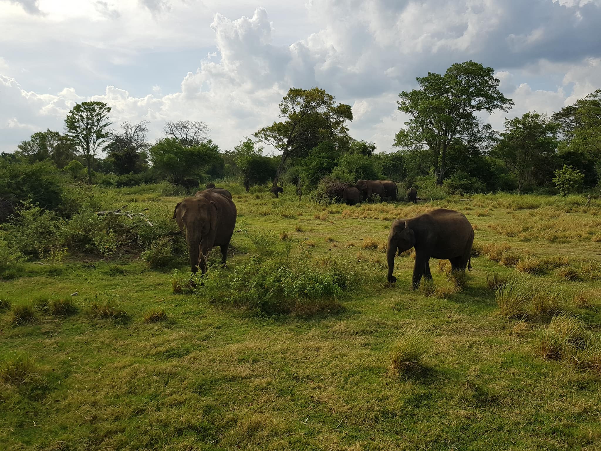 invite-to-paradise-sri-lanka-maldives-holiday-honeymoon-specialists-customer-guest-feedback-zane-lisa-butcher-wild-elephant-wildlife-safari-2.jpg