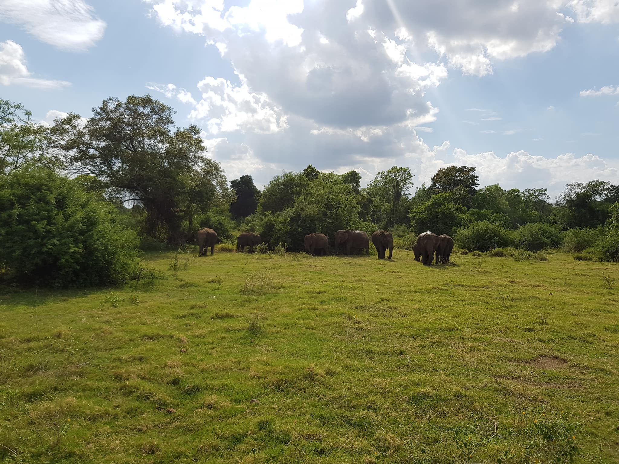 invite-to-paradise-sri-lanka-maldives-holiday-honeymoon-specialists-customer-guest-feedback-zane-lisa-butcher-wild-elephant-wildlife-safari-1.jpg