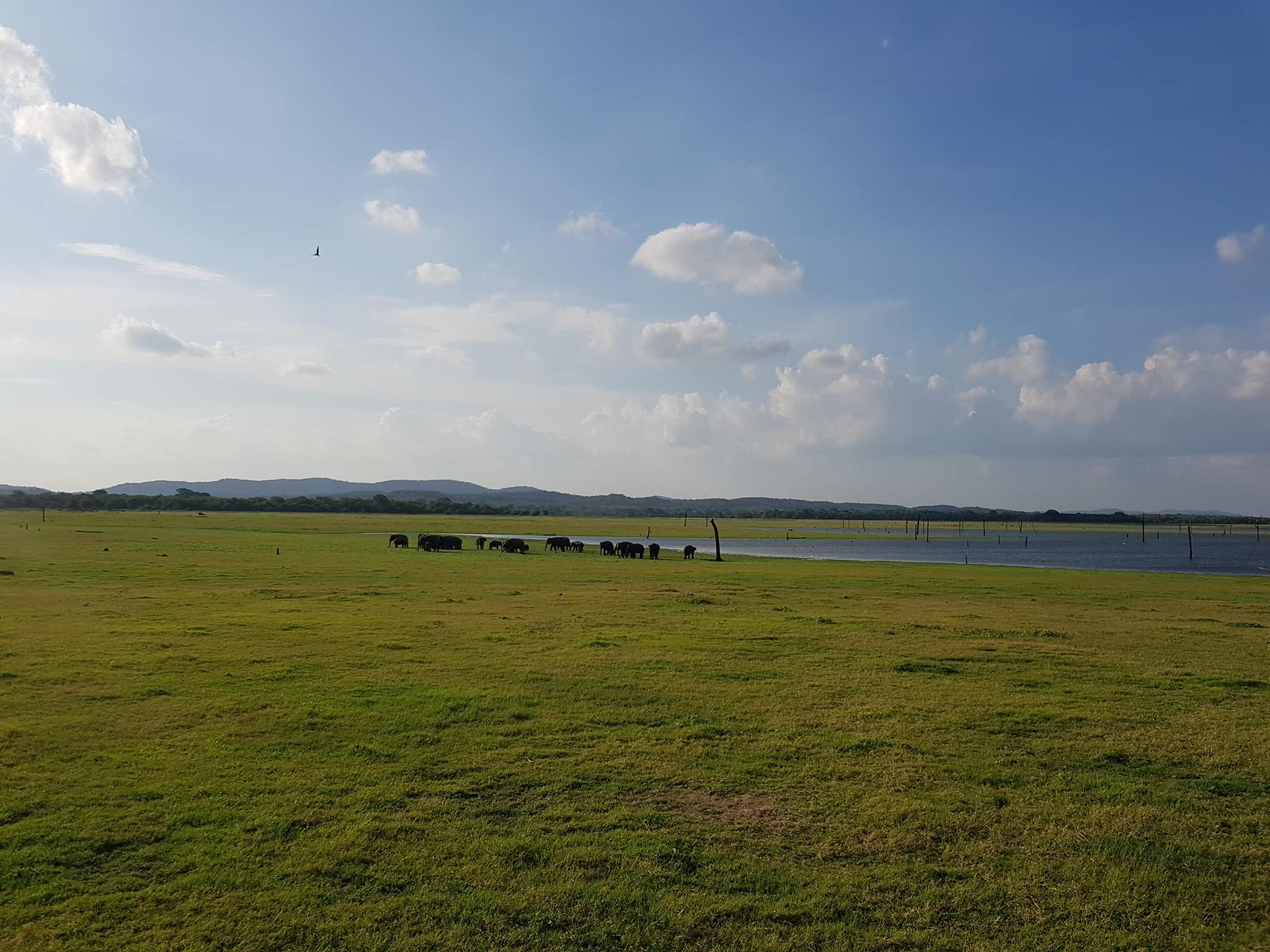 invite-to-paradise-sri-lanka-maldives-holiday-honeymoon-specialists-customer-guest-feedback-zane-lisa-butcher-wild-elephant-wildlife-safari-4.jpg